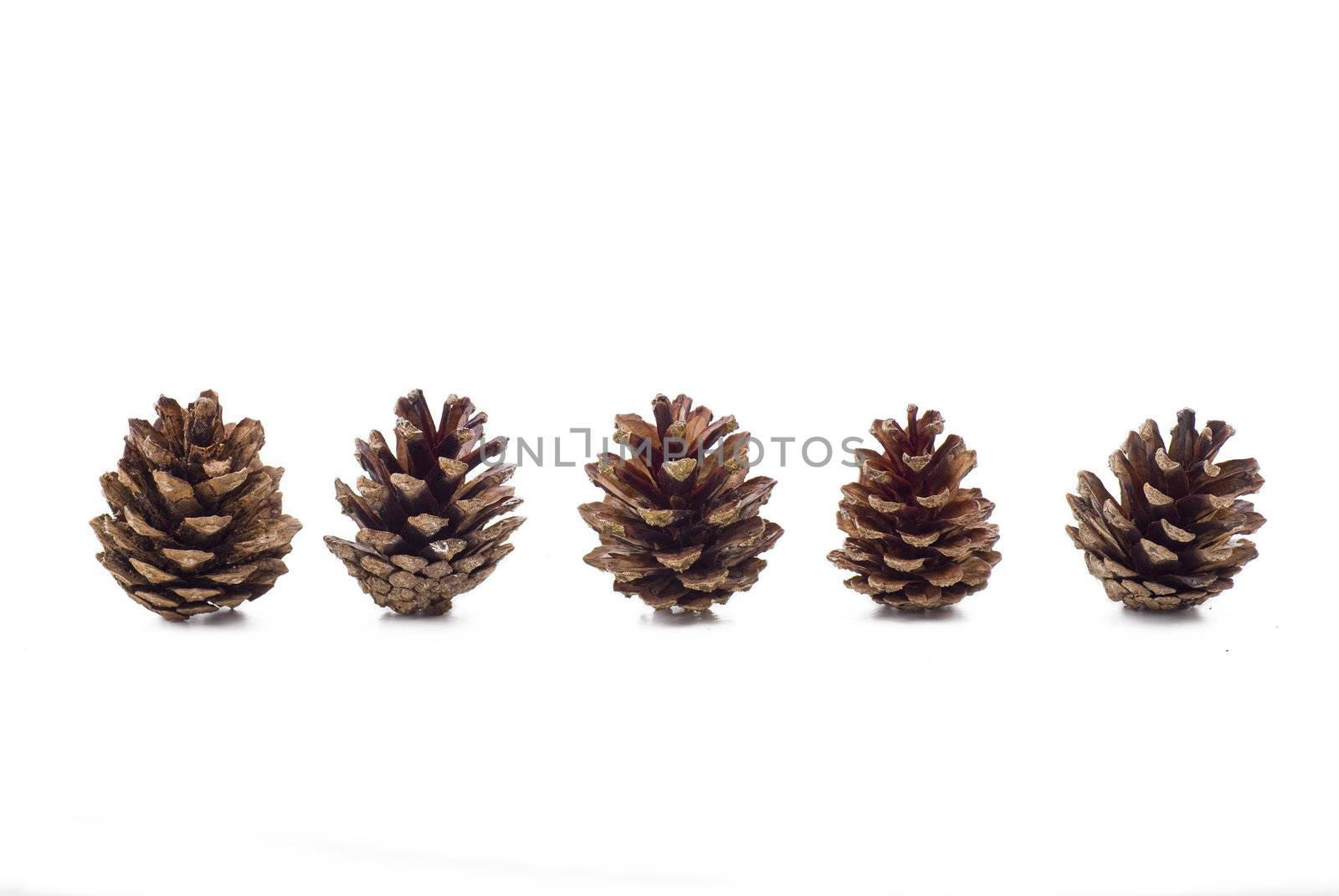 Several pine cones on the white background - isolated 