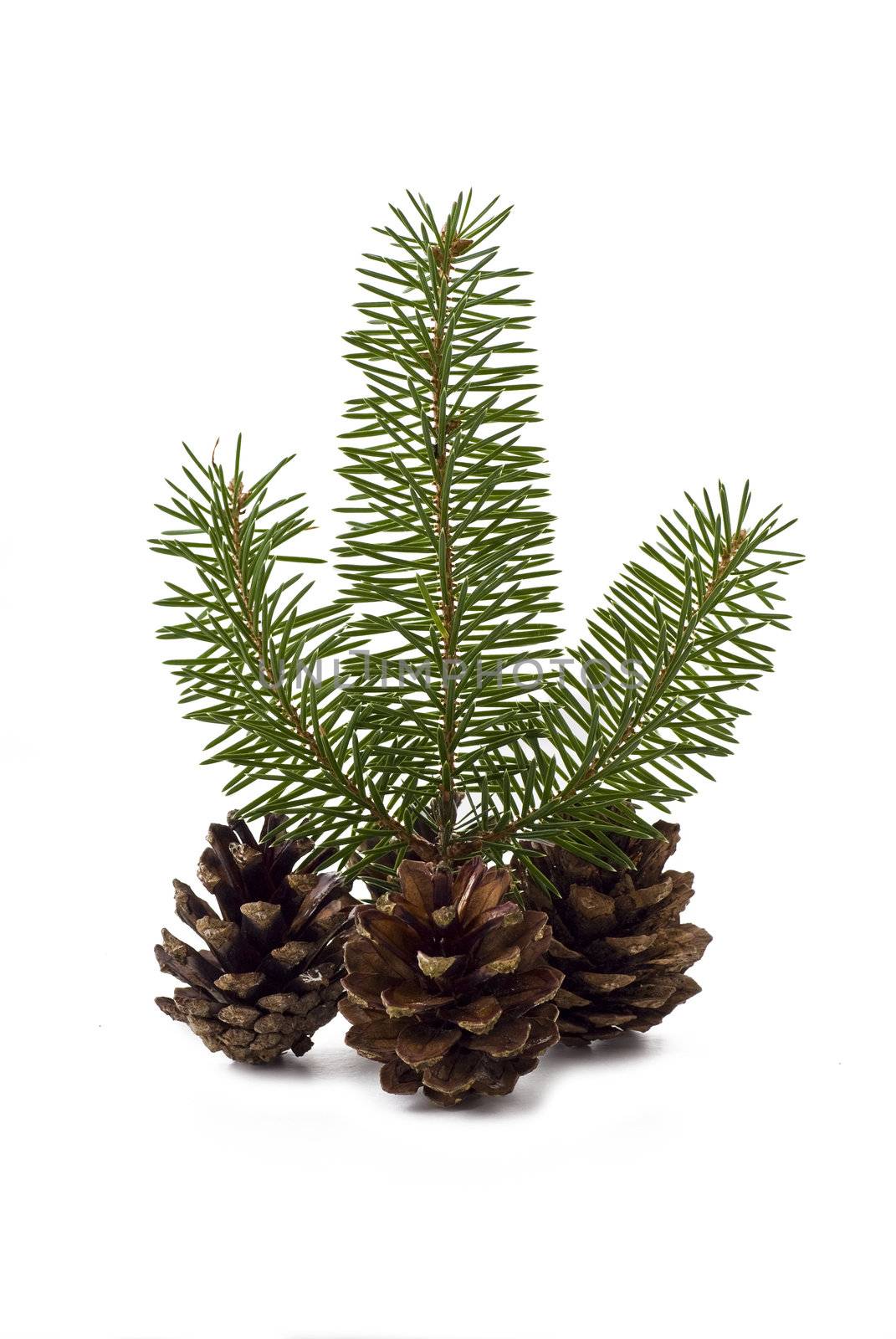 Cones with a sprig of spruce on the white background