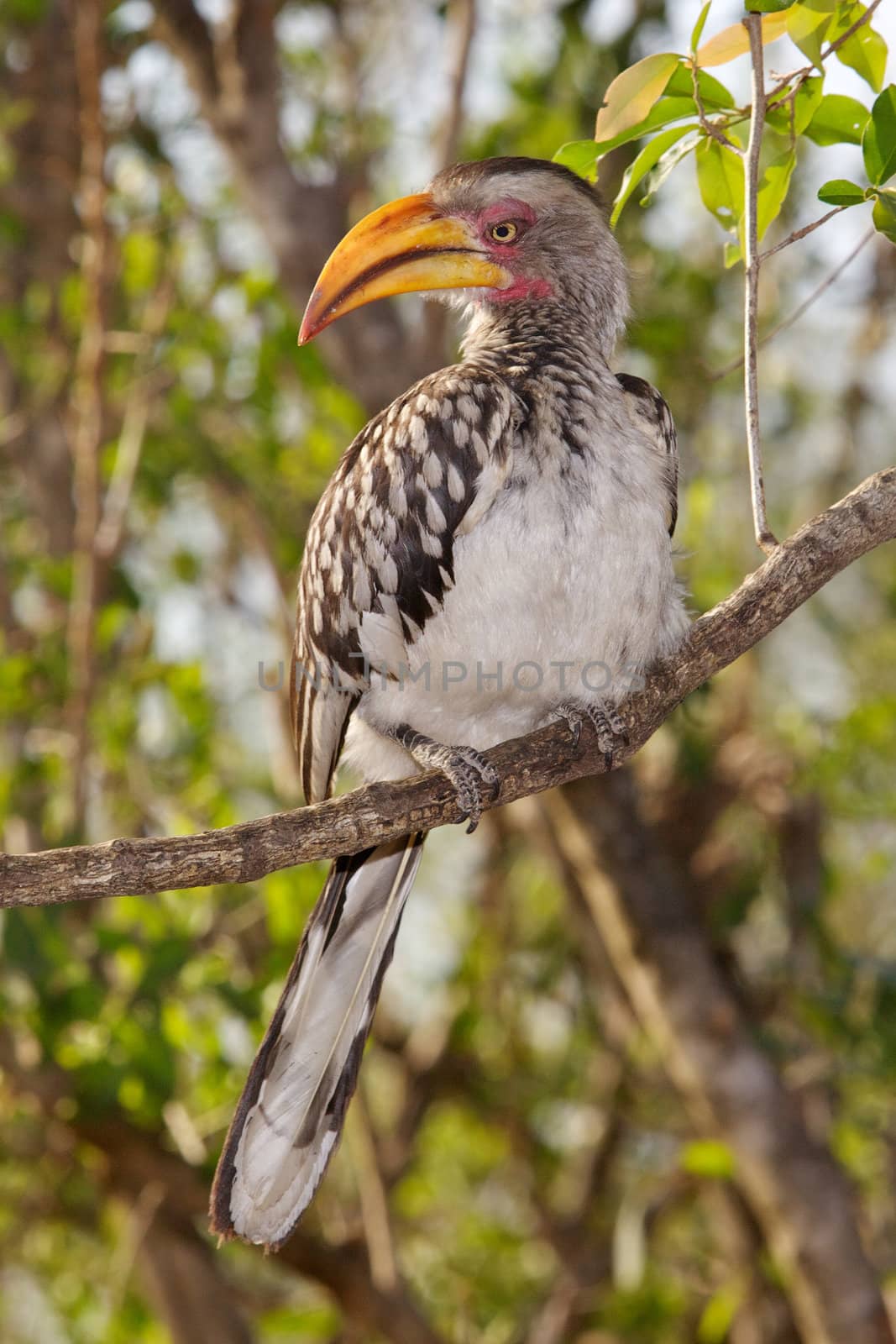 Southern Yellow-Billed Hornbill by zambezi