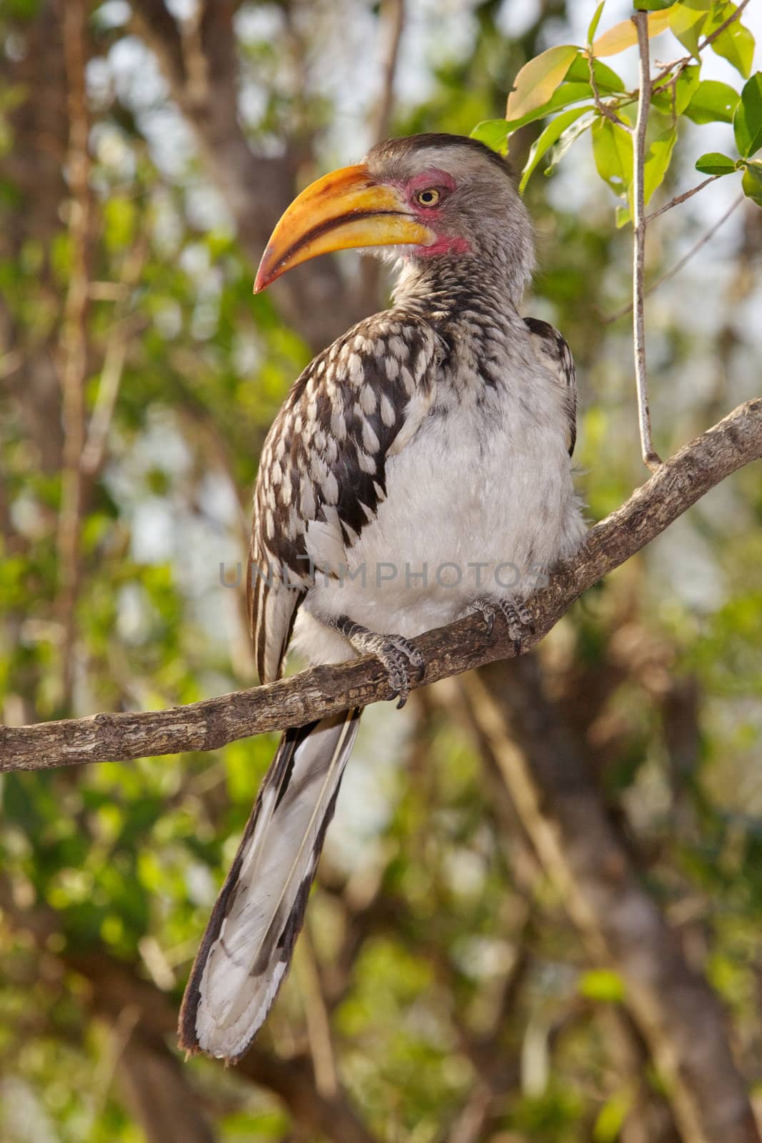 A Southern Yellow-Billed Hornbill in the Kruger National Park, South Africa.