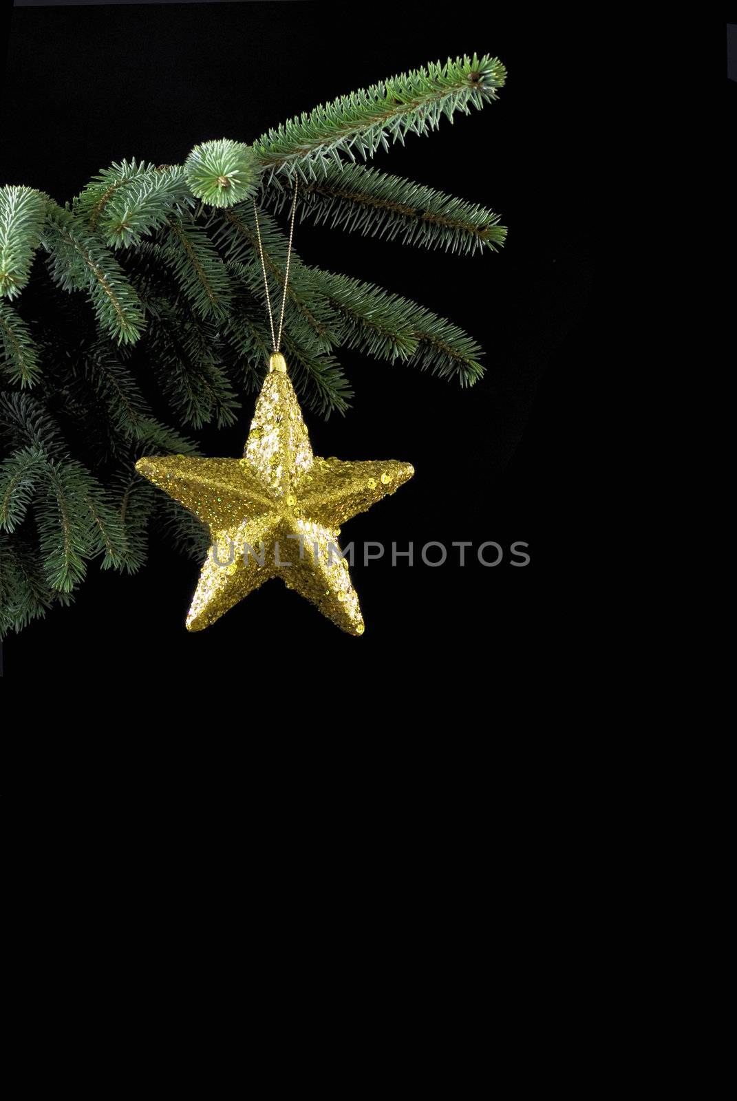Gold christmas star on spruce branch - black background