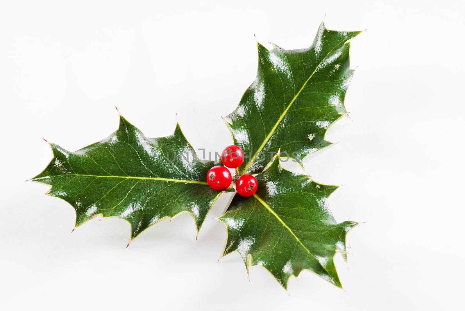 Holly leaf with red berries by caldix
