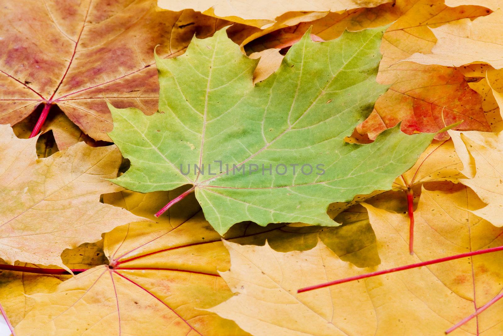 Autumn yellow and red leaves with one green on the middle