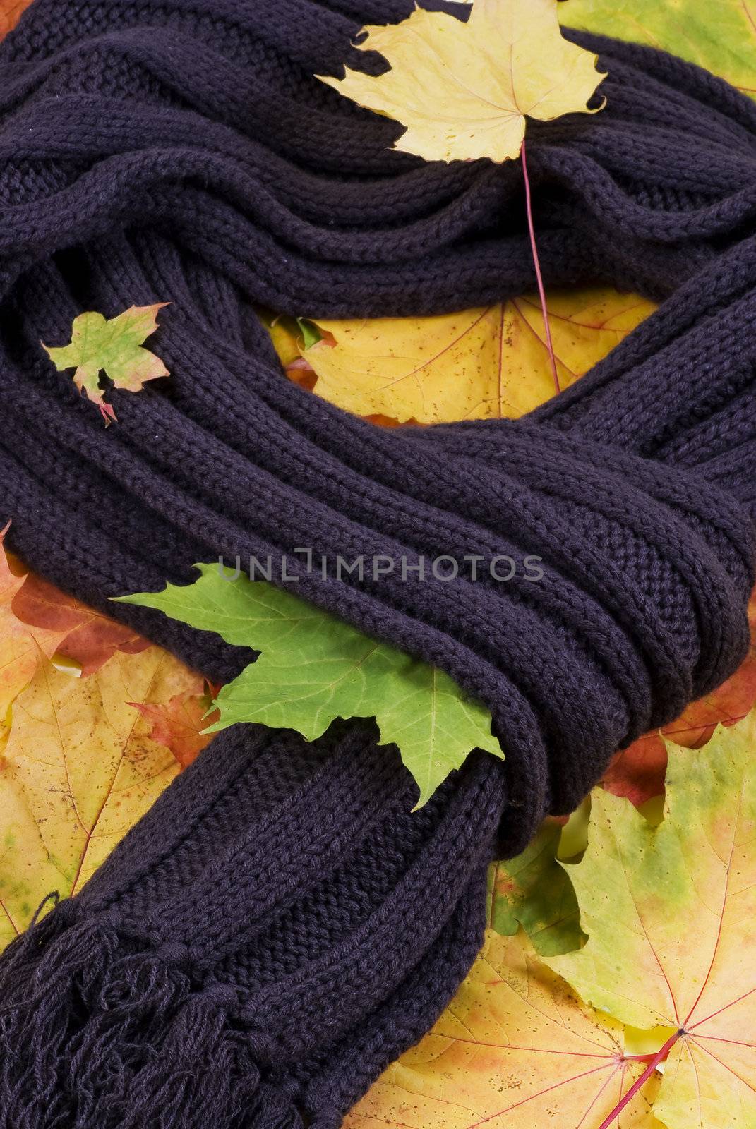 Dark - brown scarf lying on autumn leaves 