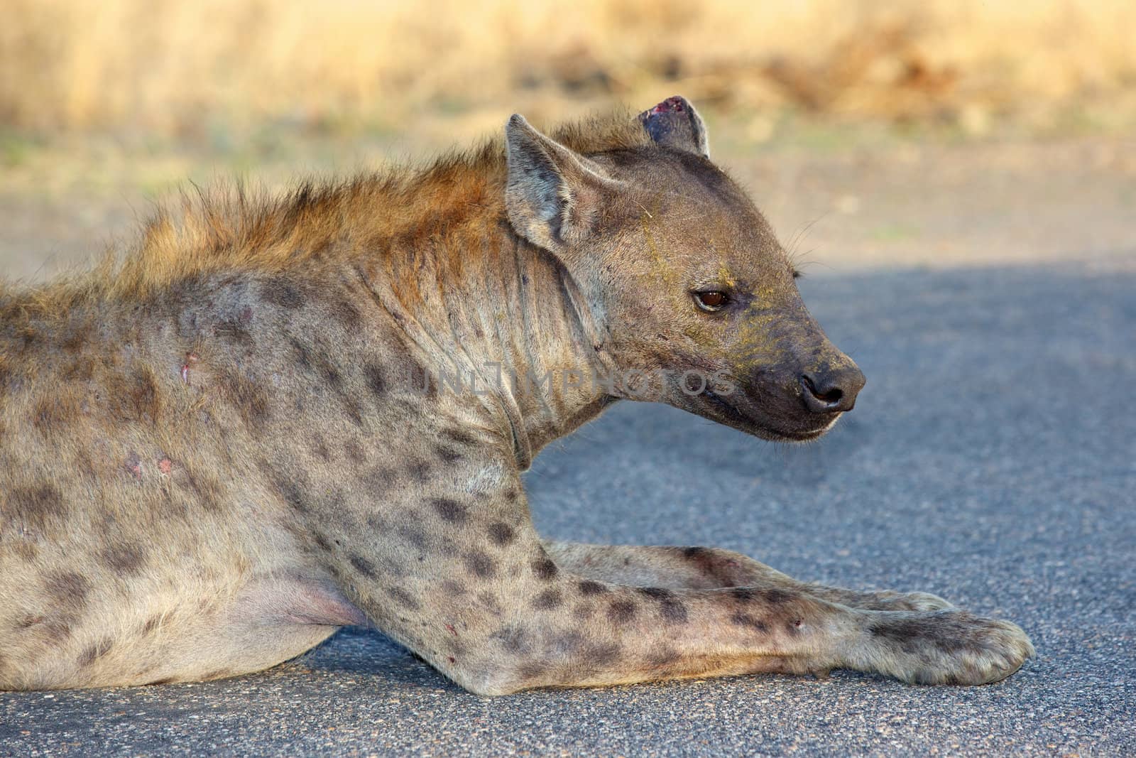 Portrait of a spotted hyaena (Crocuta crocuta) in the Kruger National Park, South Africa.