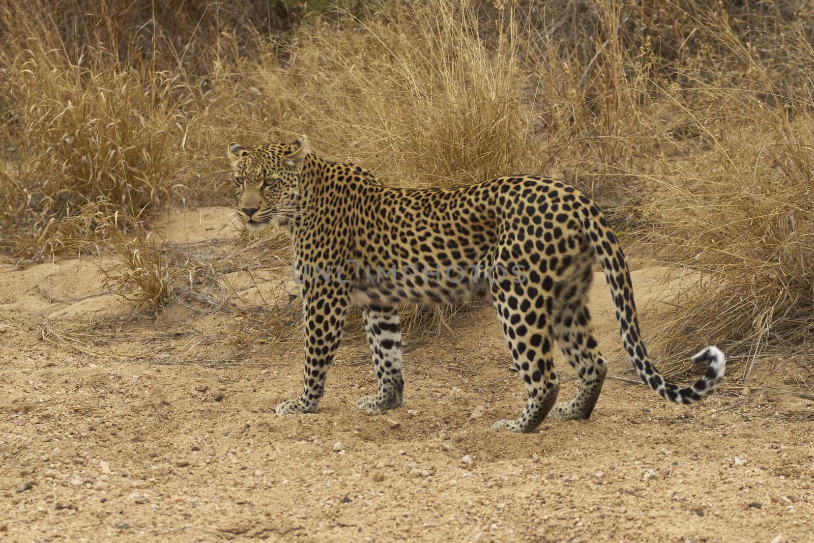 Female leopard (Panthera pardus) walking along the sandy bed of a dried up seasonal river in Kruger National Park, South Africa