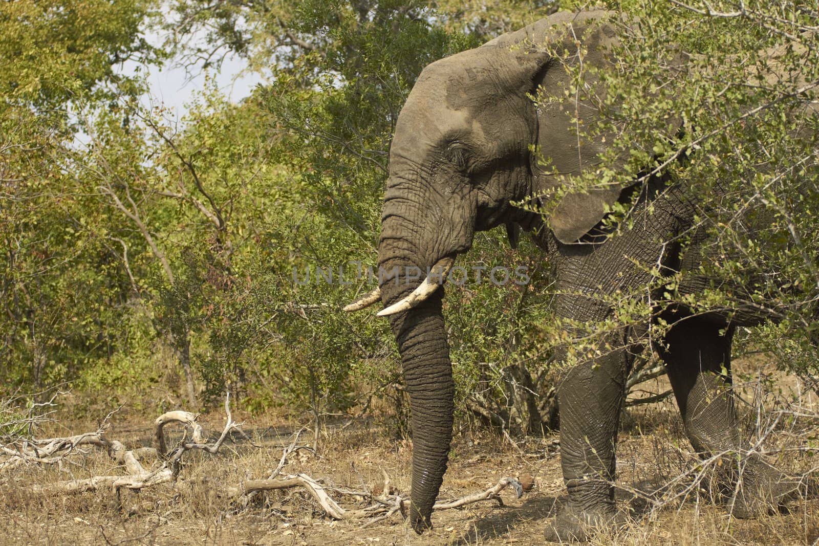 African elephant (Loxodonta africana) in woodland in Kruger National Park, South Africa