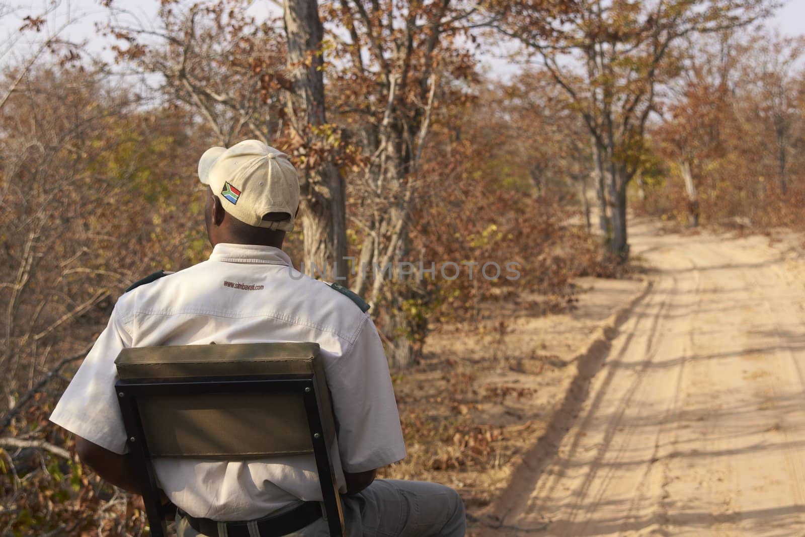 Game ranger perched on the front of a vehicle looking for animal tracks on a sandy road in Kruger National Park, South Africa