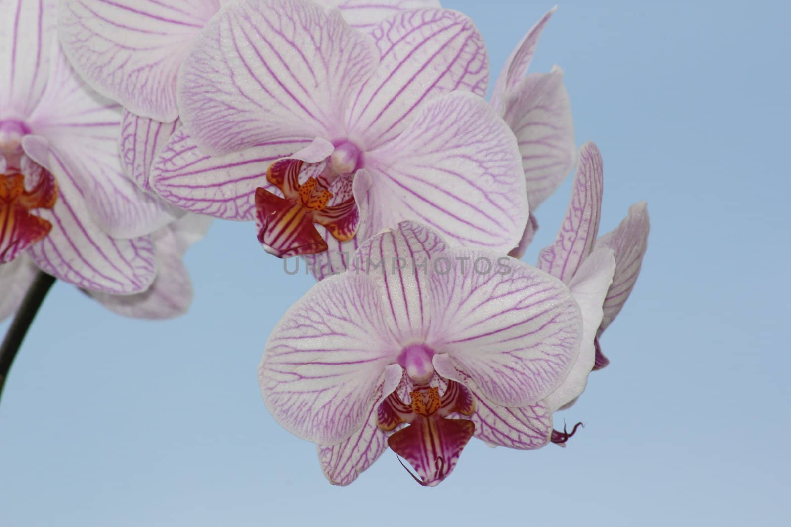Pink Orchid on a neutral background by Jannsel