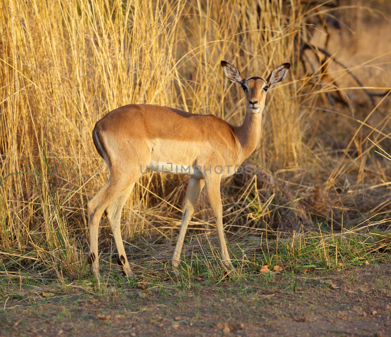 Impala ewe (Aepyceros melampus), Kruger National Park, South Africa.