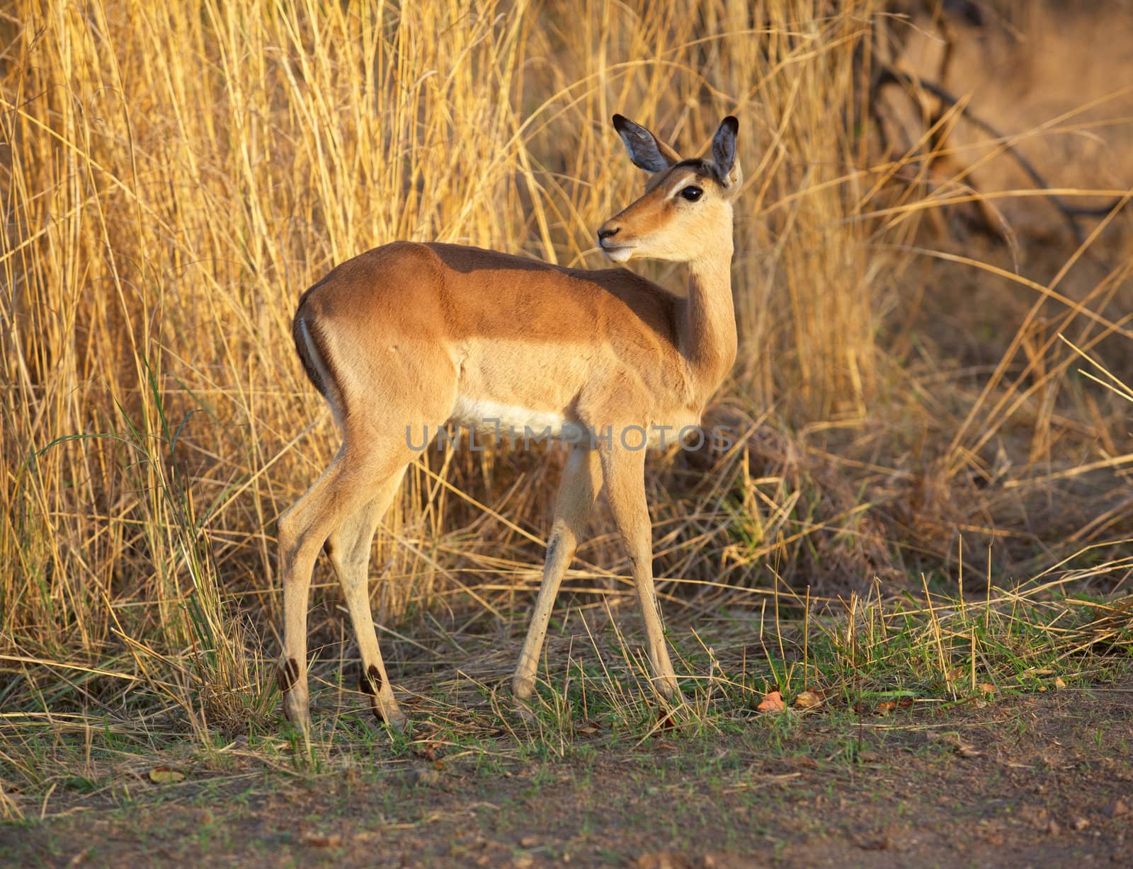 Impala ewe (Aepyceros melampus), Kruger National Park, South Africa.