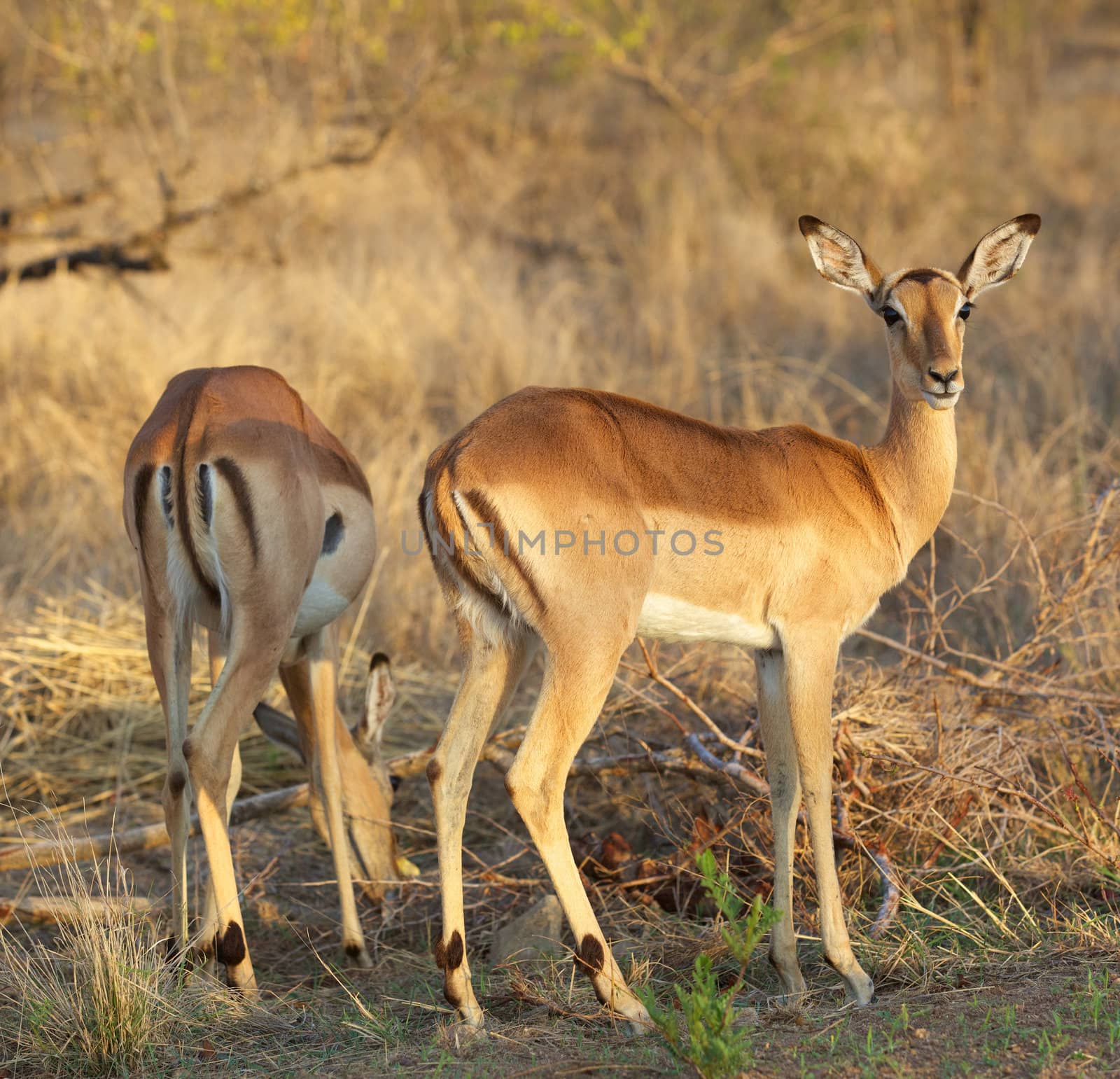 Impala Ewes by zambezi