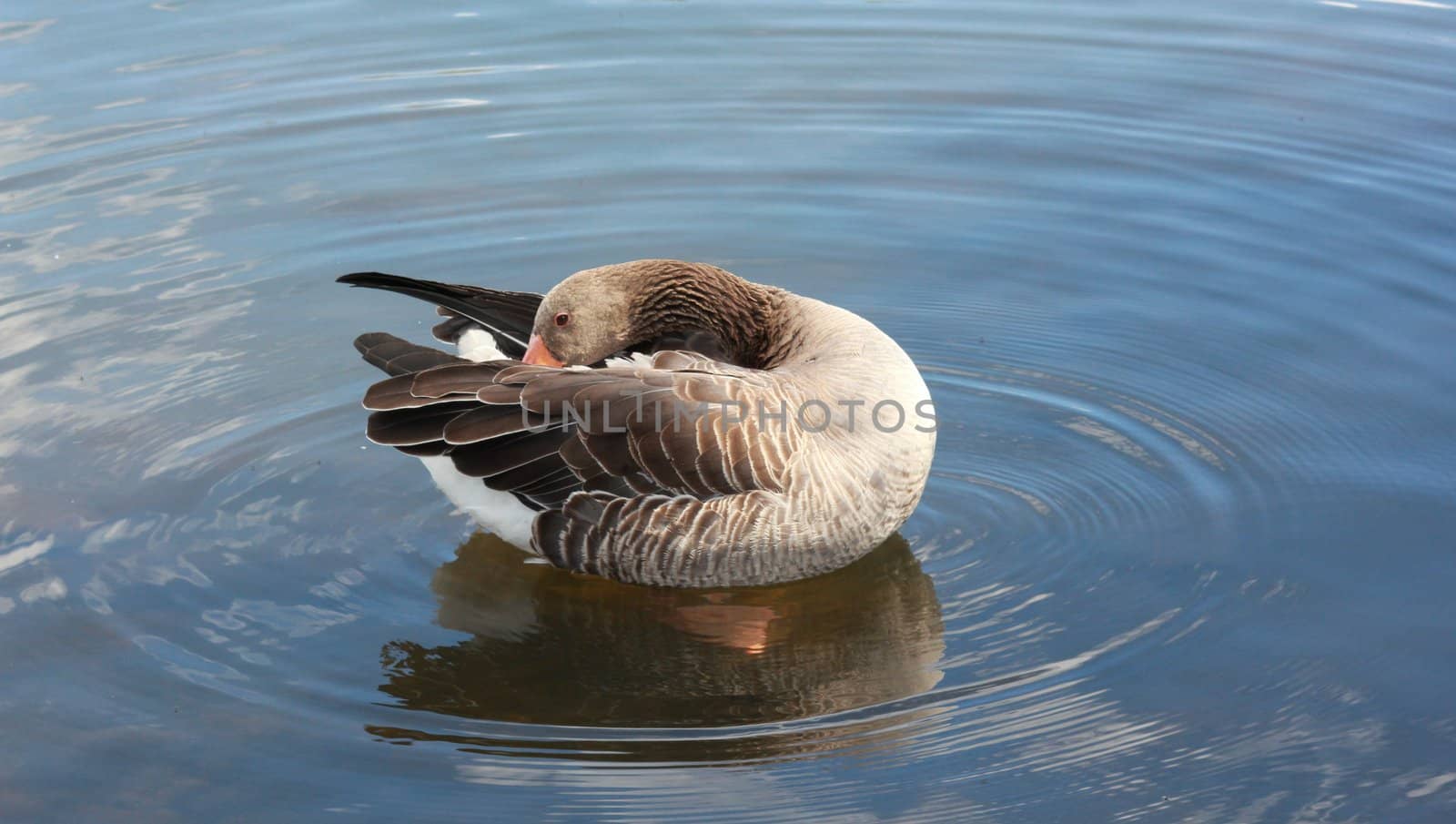 Duck doing feather care
