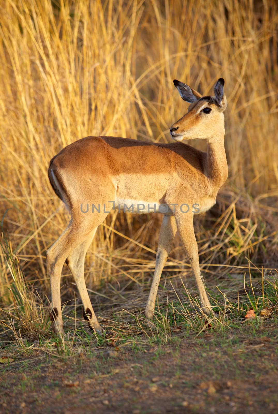 Impala Ewe by zambezi