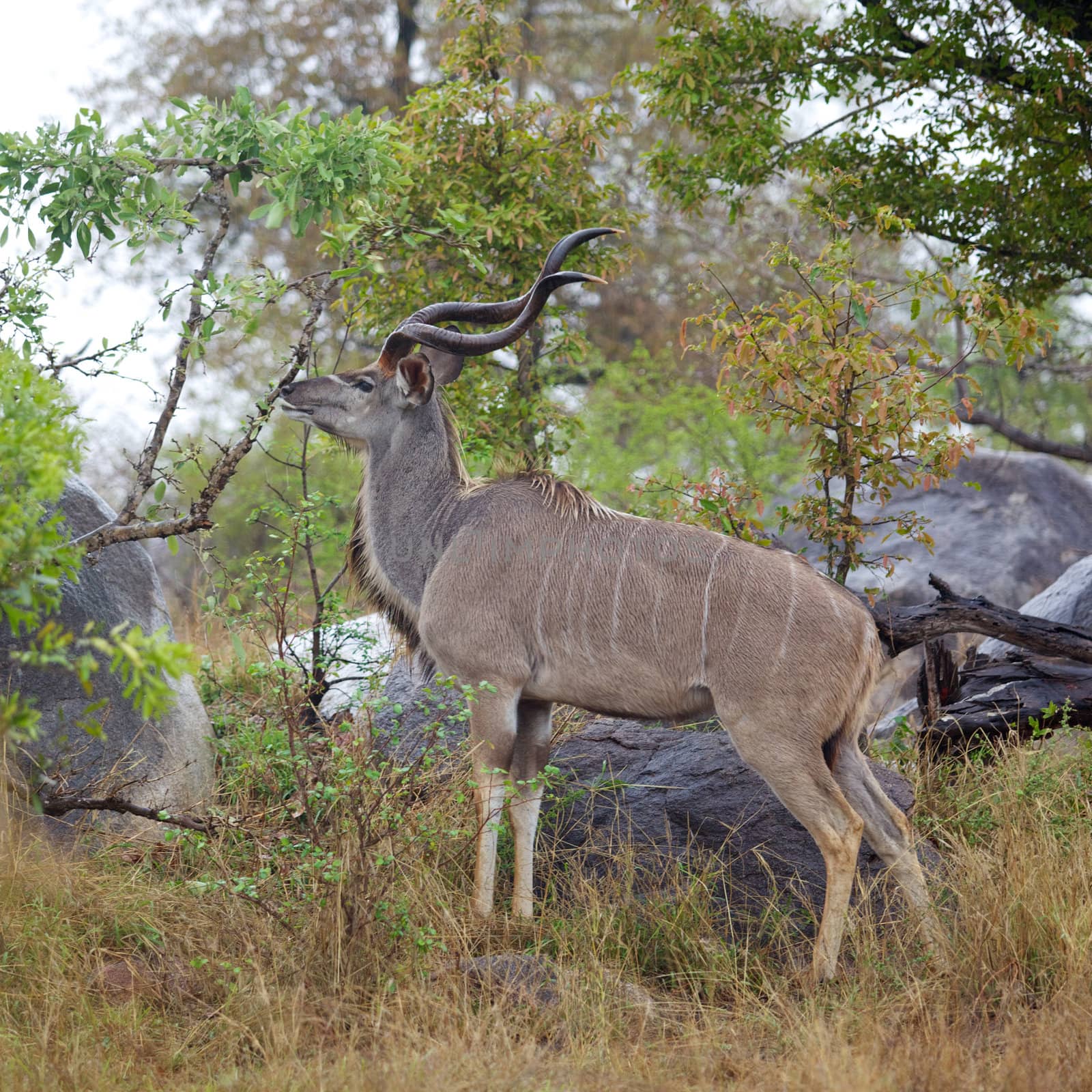 Kudu Bull by zambezi