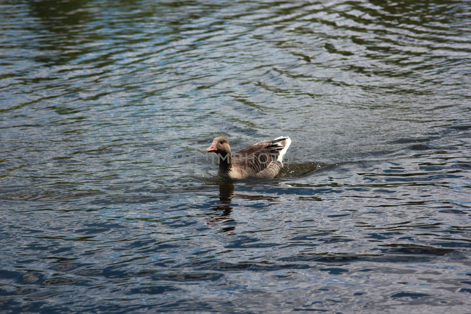 Duck racing for food at a lake in Norway