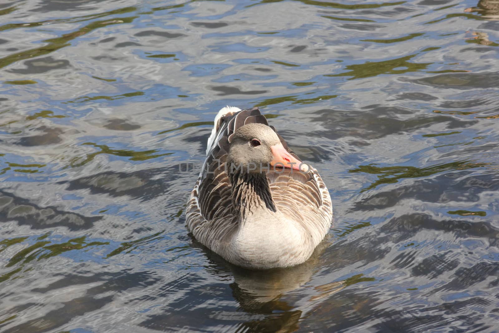 Duck resting. Taken in Norway