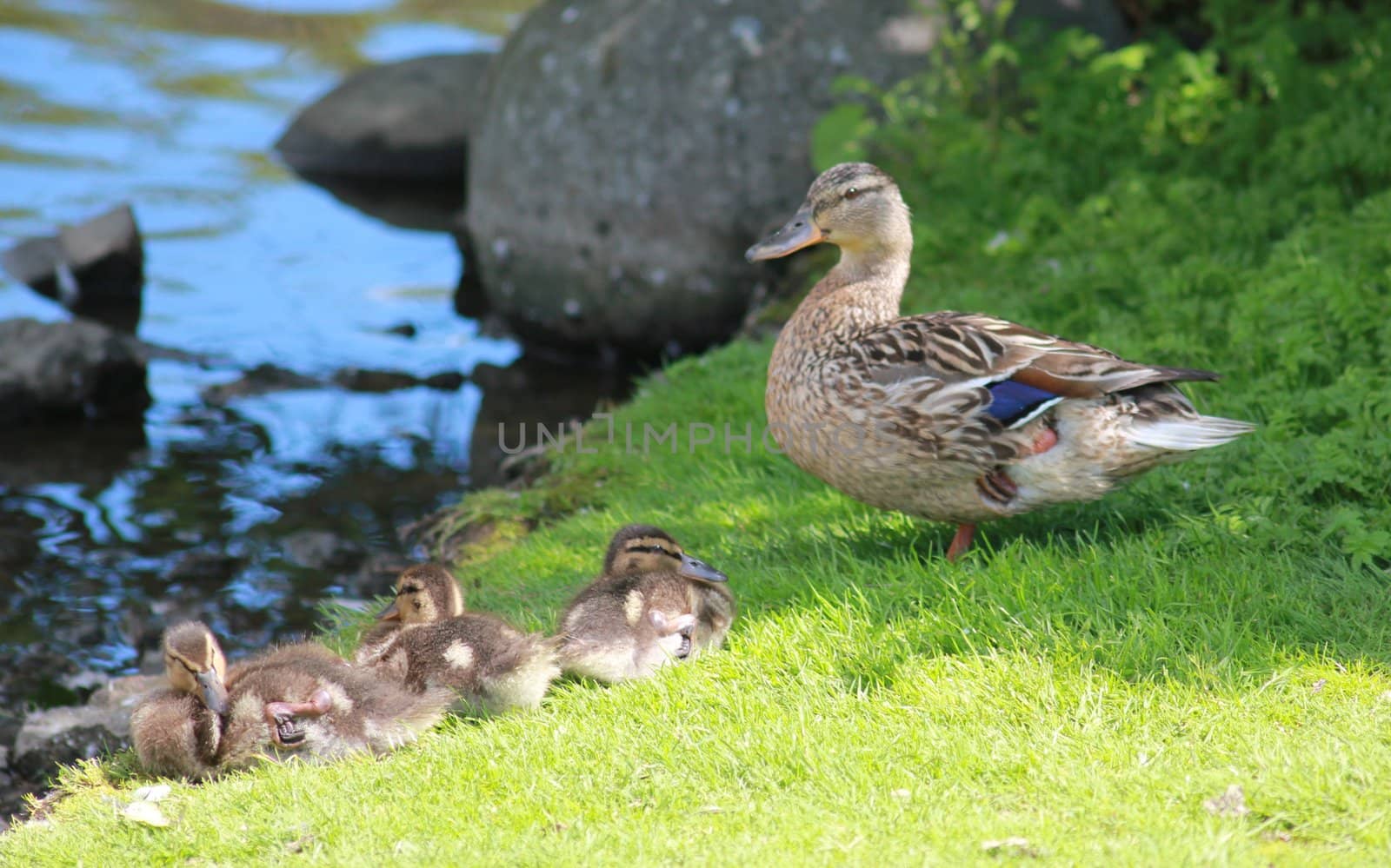 Mother duck with her baby ducks