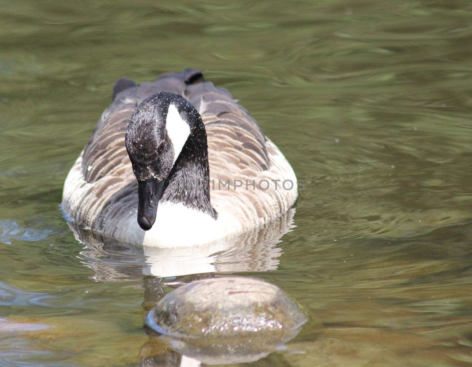 Satisfied Duck from a lake in Norway