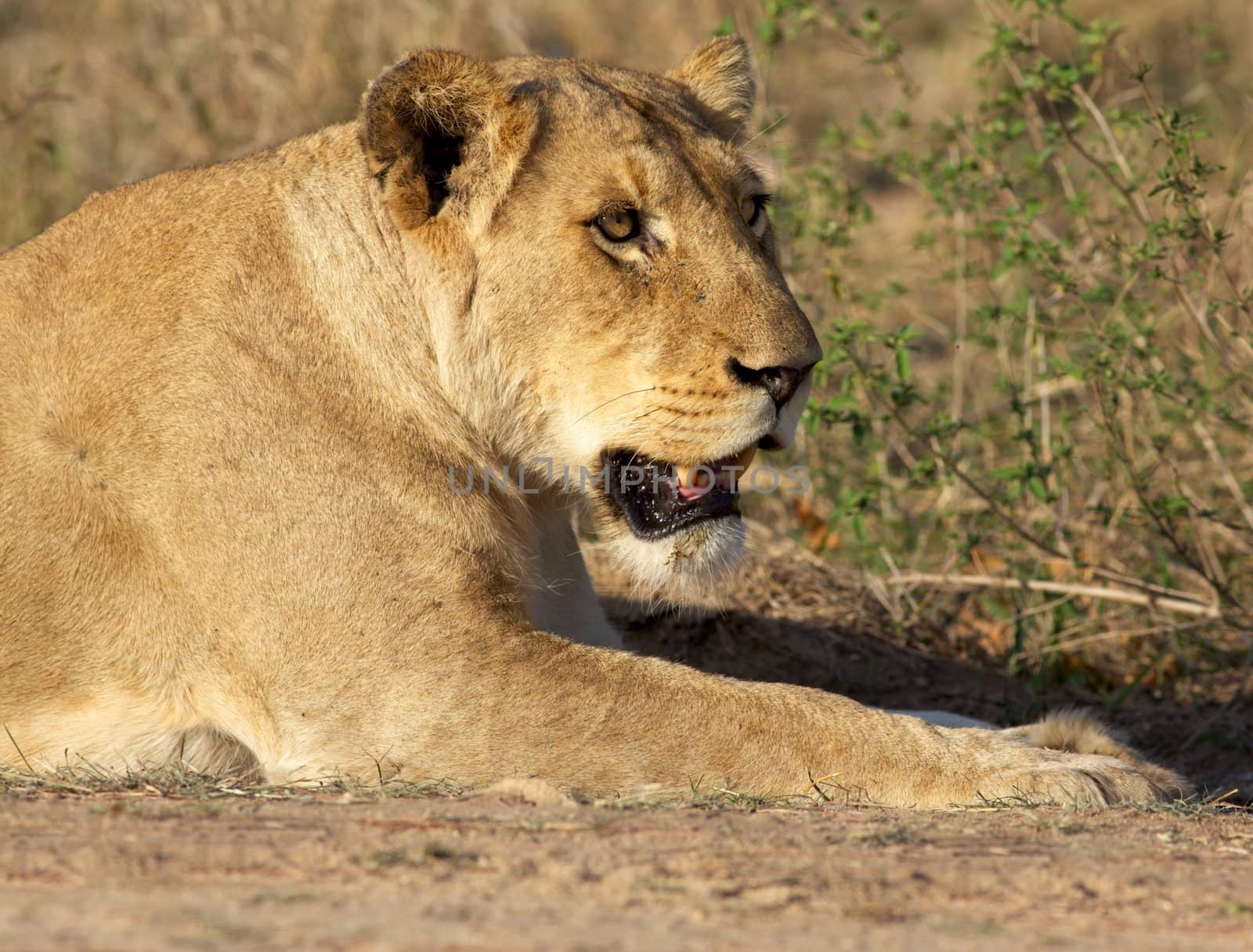 Portrait of a lioness, Kruger National Park, South Africa.