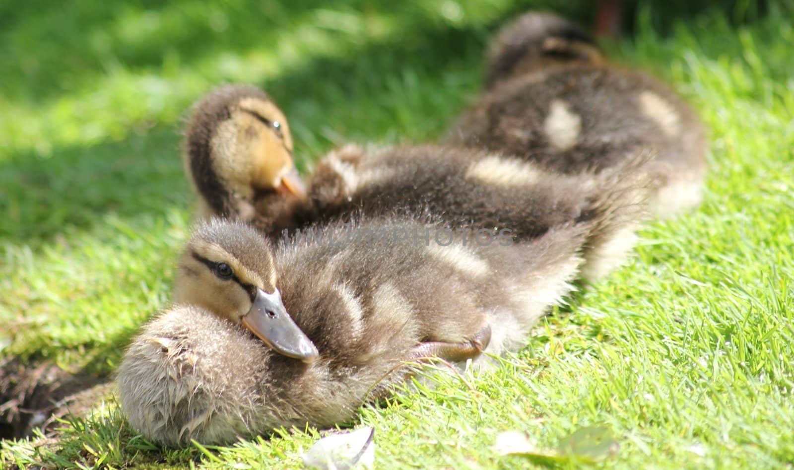 Baby ducks resting in the sun