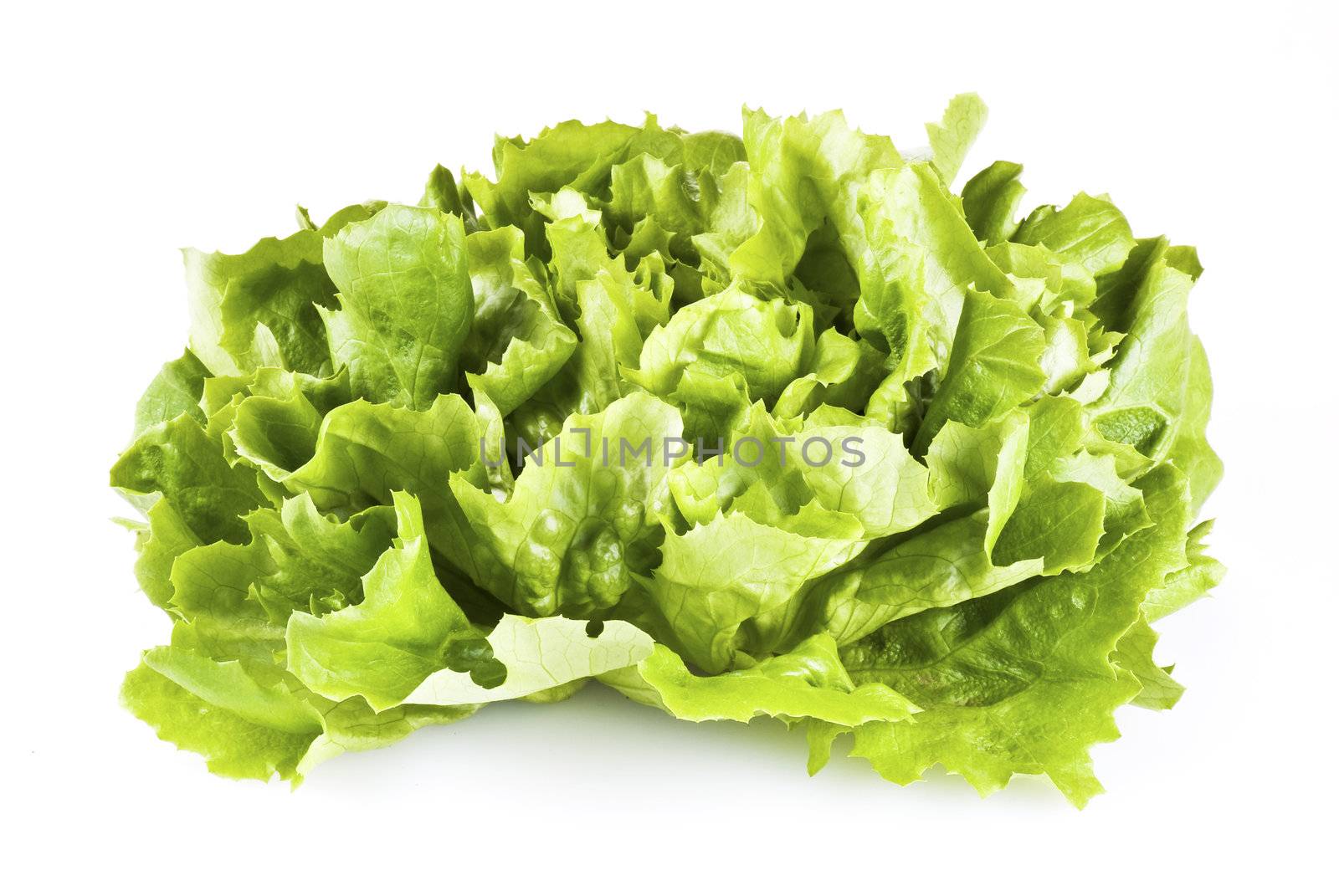 Fresh green lettuce isolated over white background