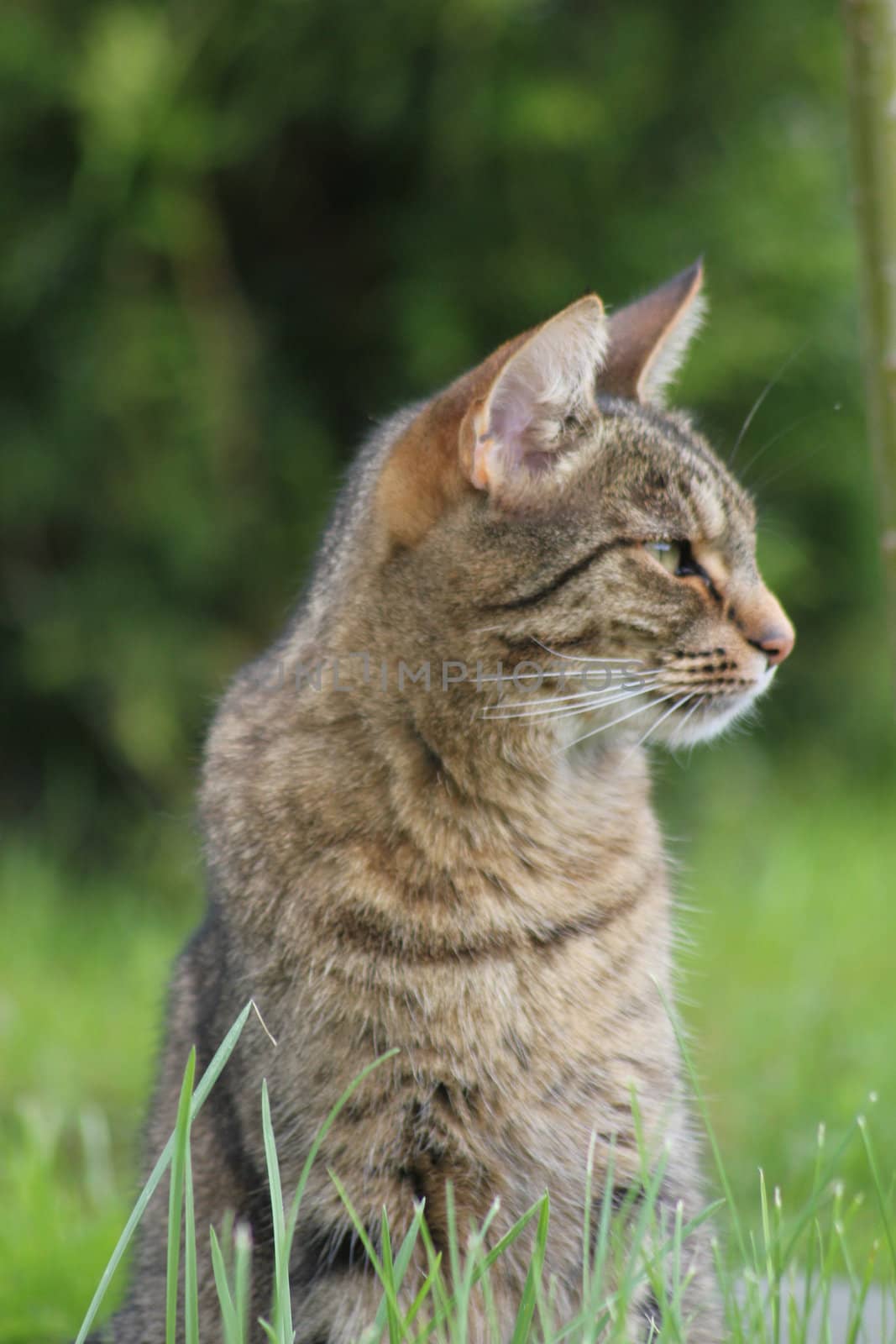 Portrait of cat watching in garden