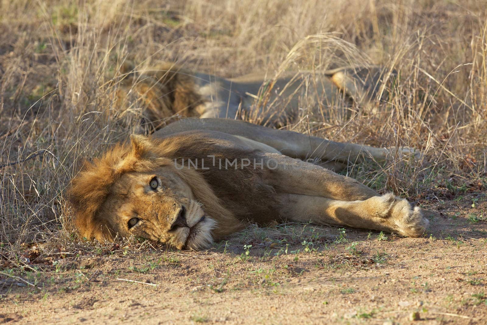 Male lions resting in the Kruger National Park, South Africa.