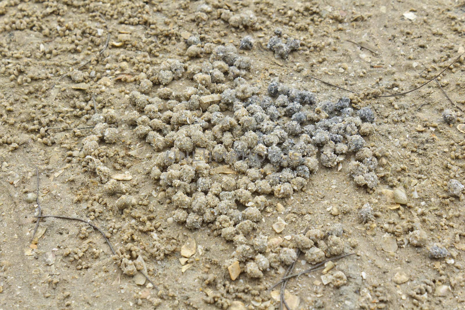 Balls of sand made from crabs at  beach, Nakhon Si Thammarat, Thailand