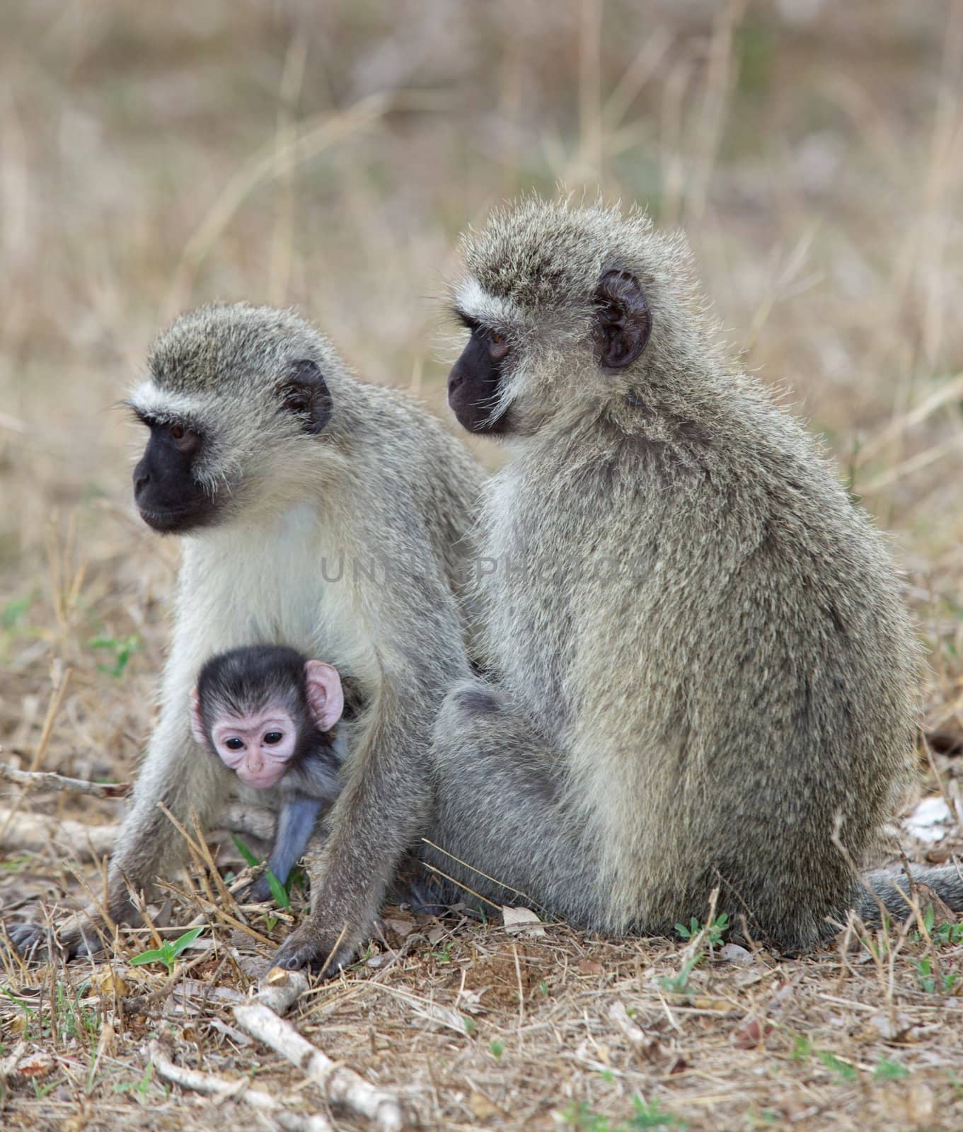 Vervet (Green) monkeys (Cercopithecus aethiops) with a baby in the Kruger National Park.