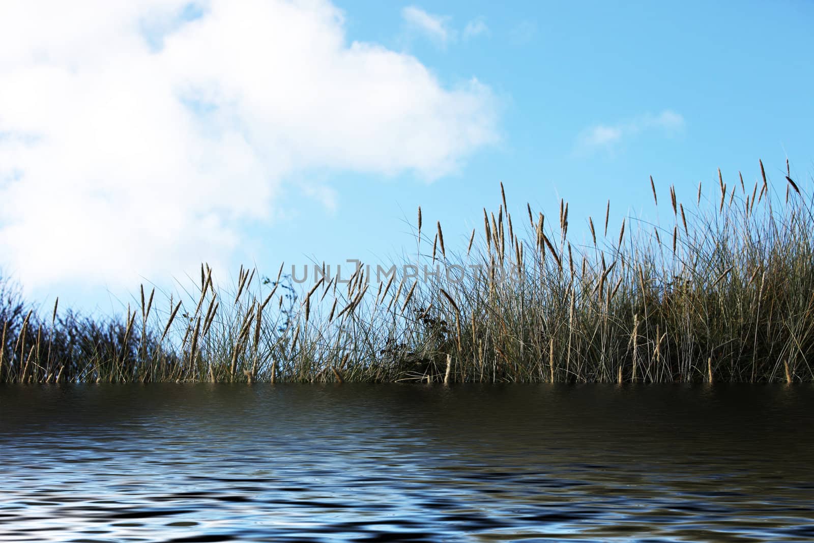Reeds on the sea against a blue sky - horizontal - Copy Space