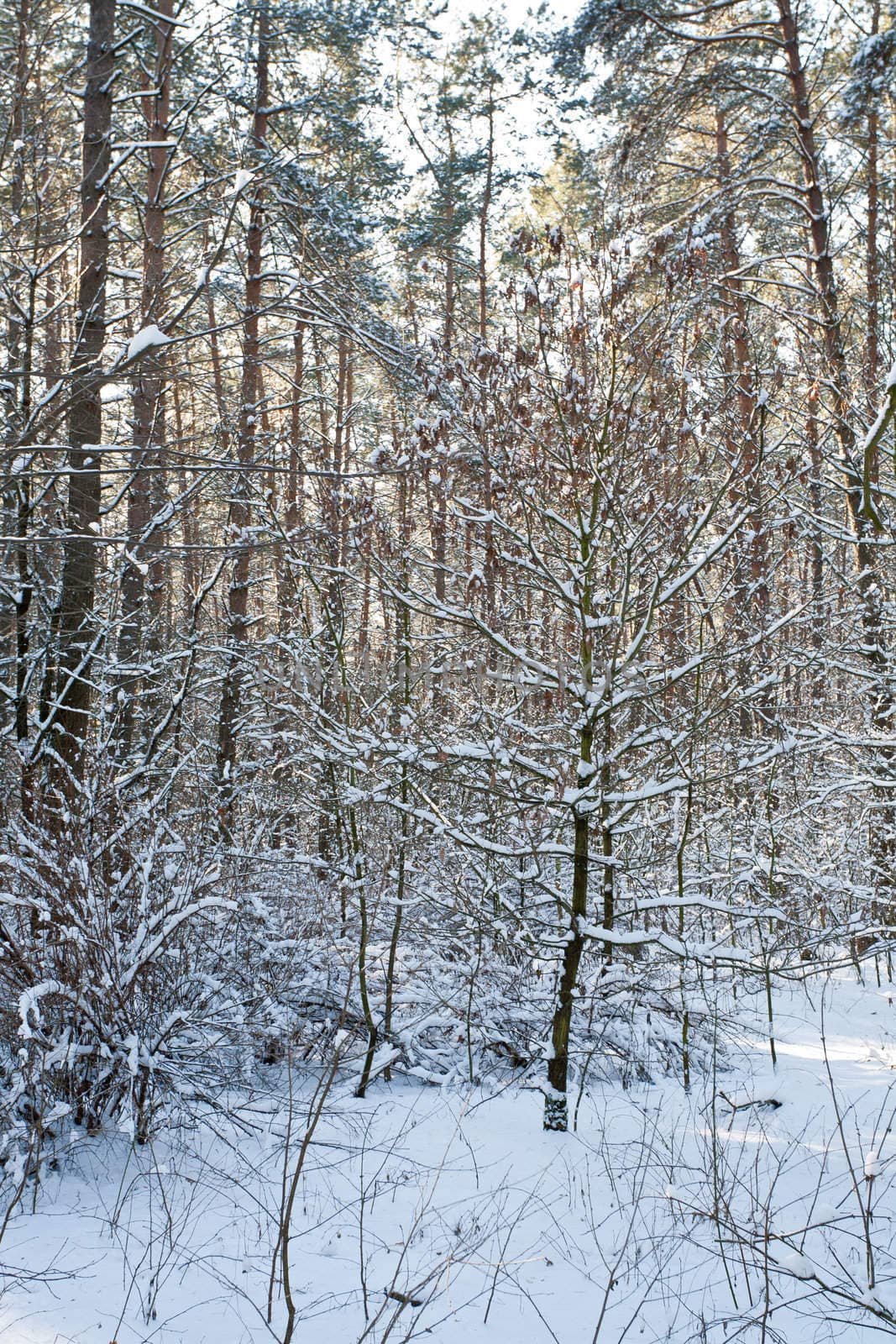view series: winter snowy forest in the morning