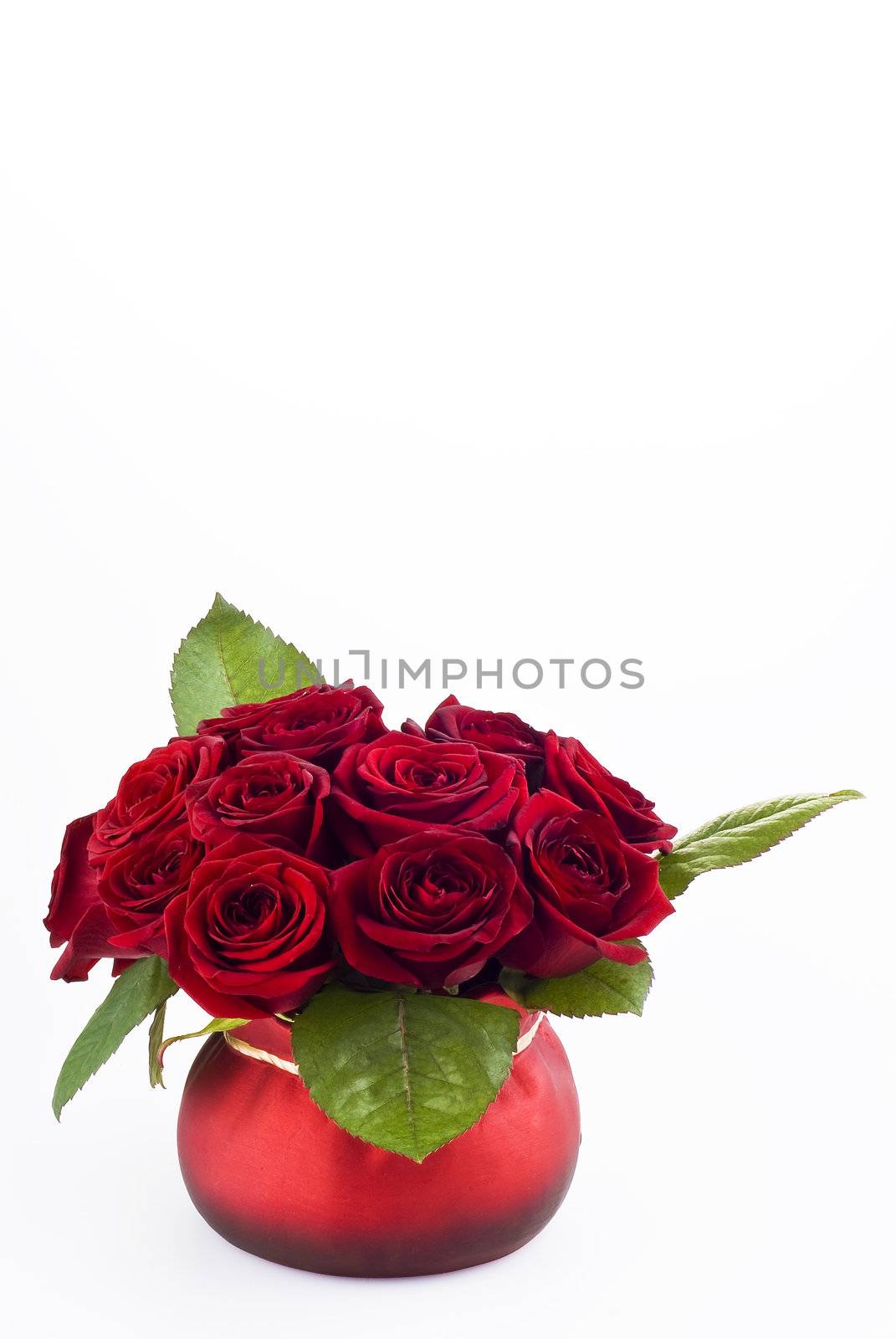 Beautiful roses in the red pot over white background