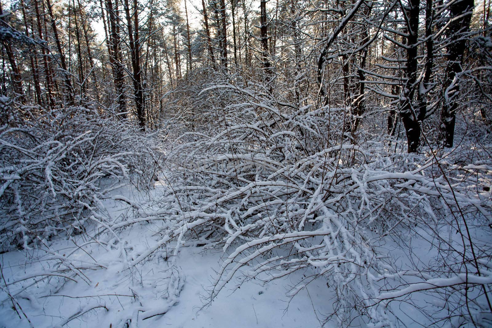 view series: winter snowy forest in the morning