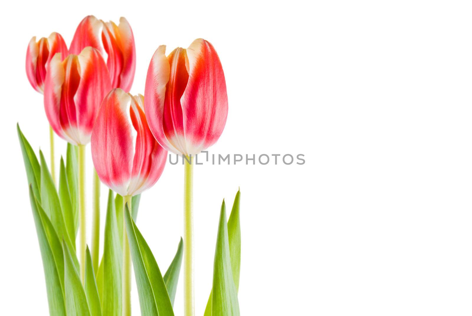Several tulips isolated over white background