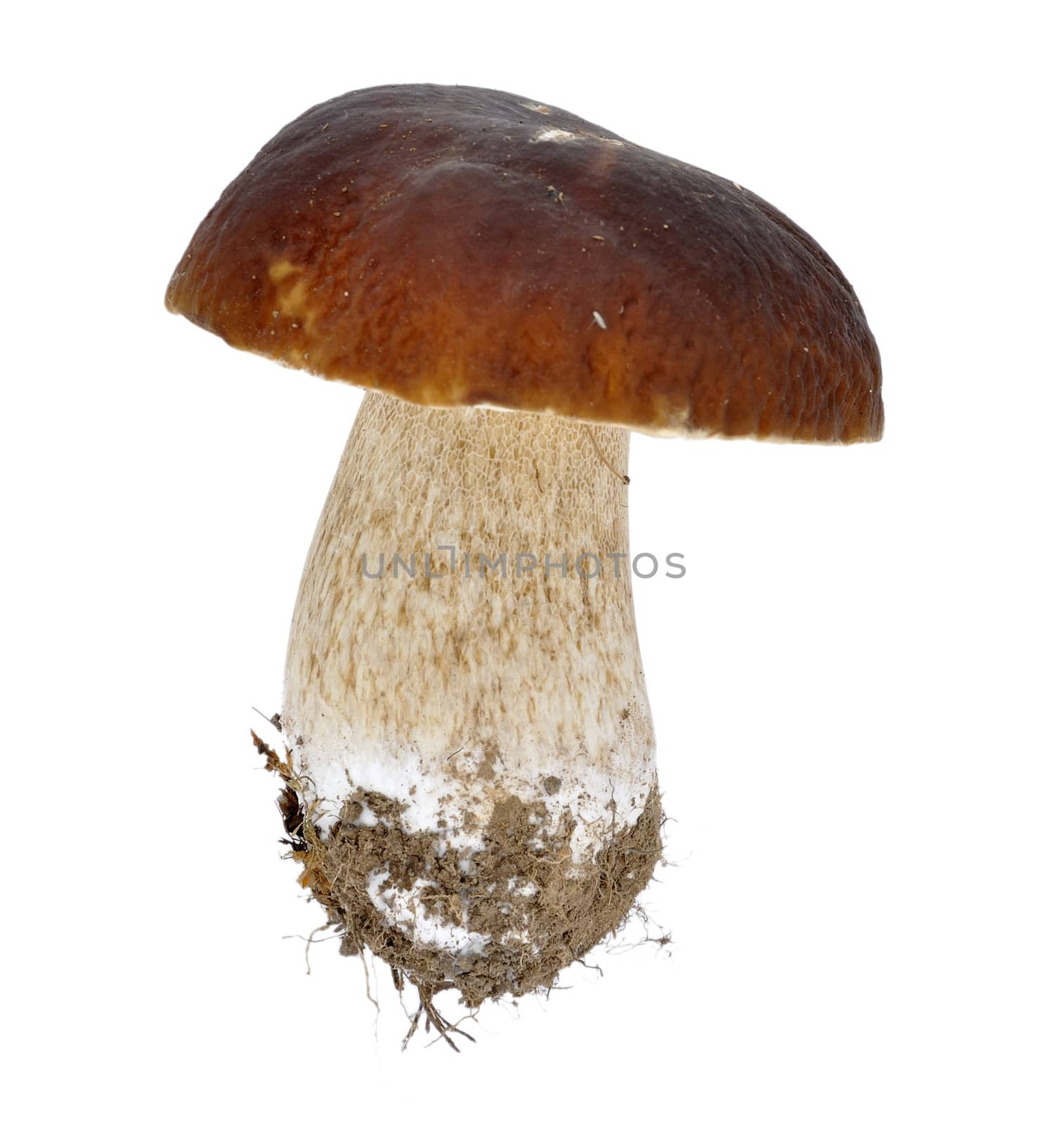 cep isolated on white background