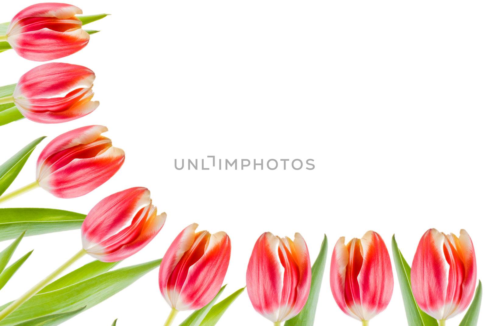 Several tulips isolated over white background - border