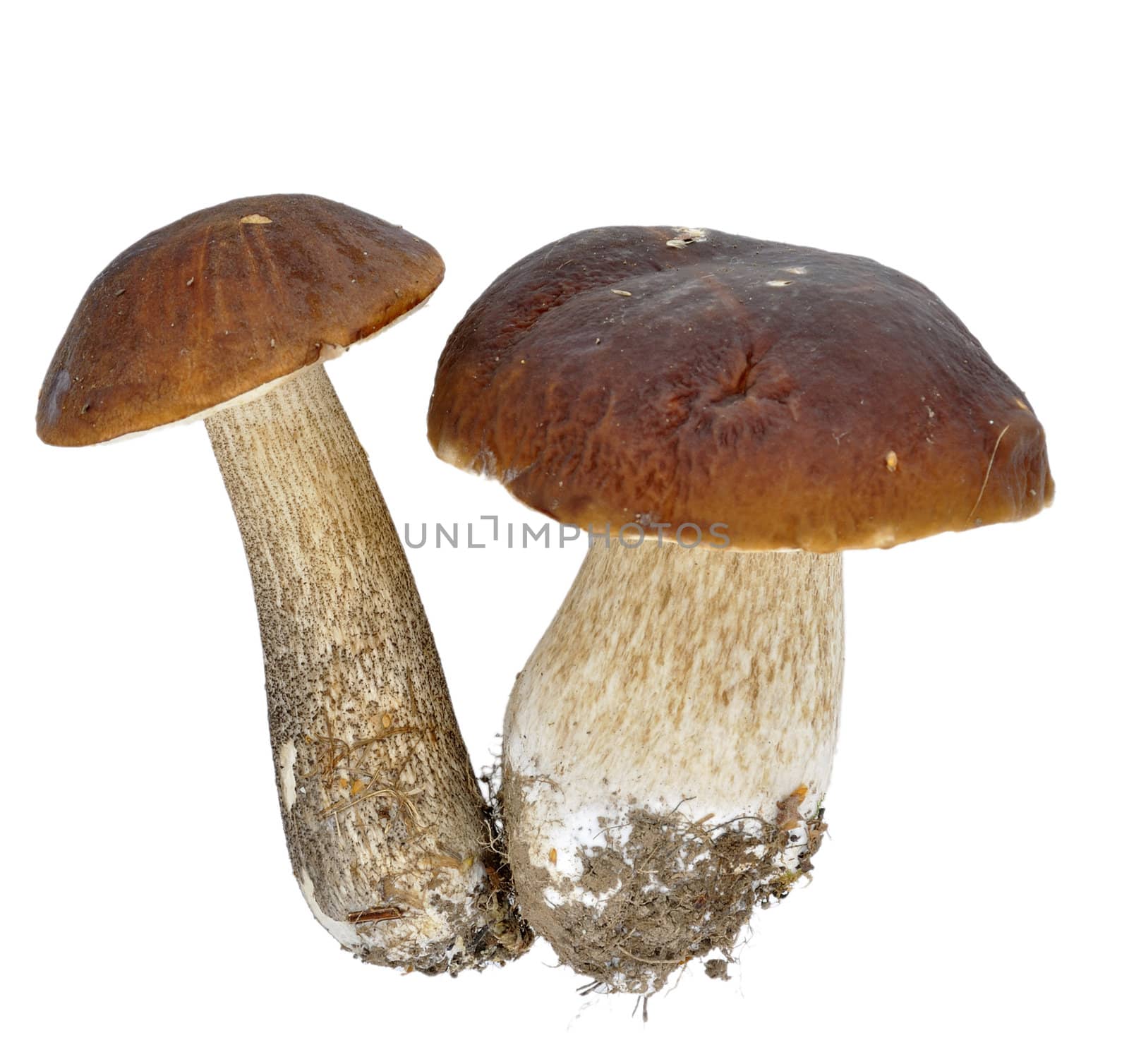 cep isolated on white background