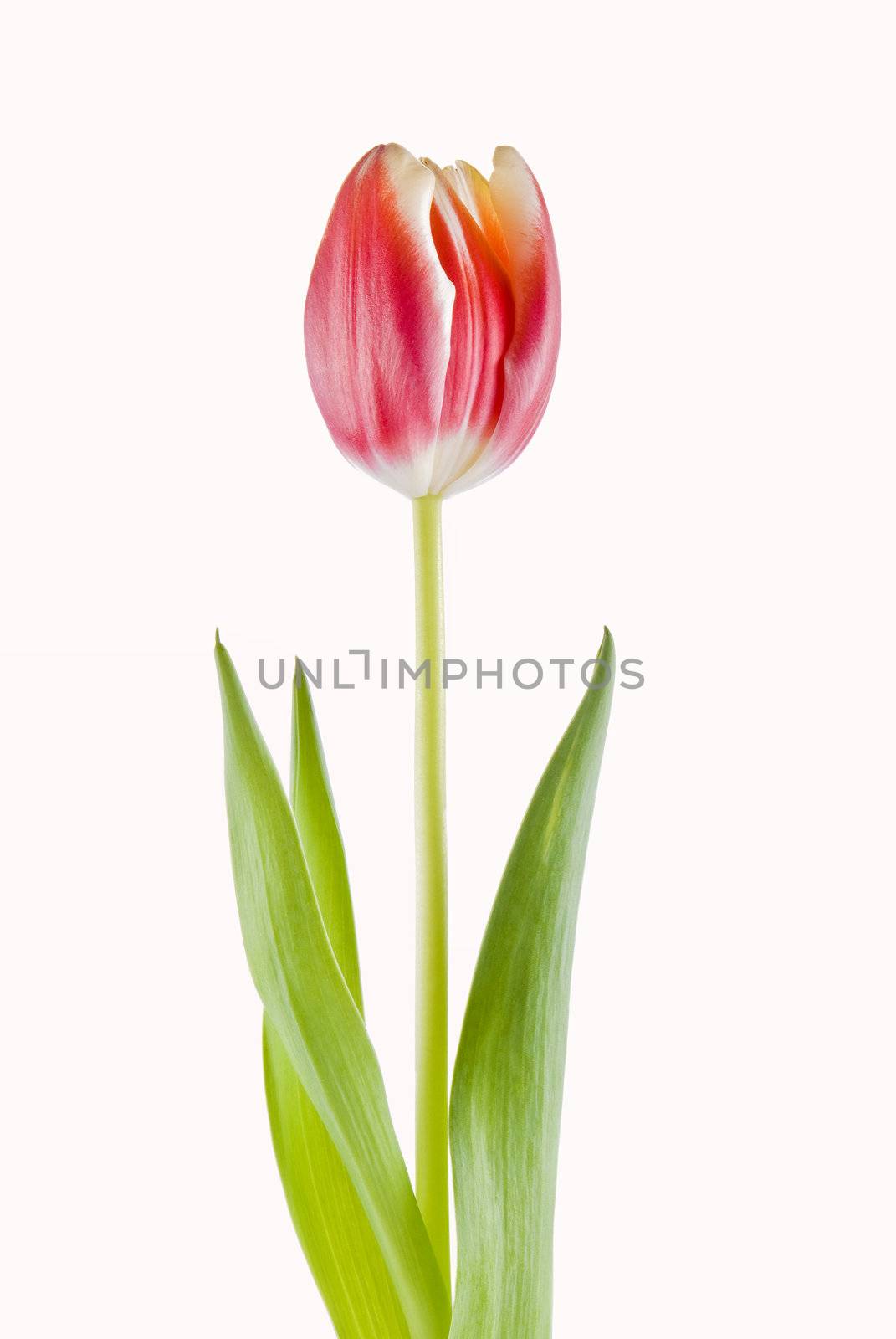 One tulip isolated over white background