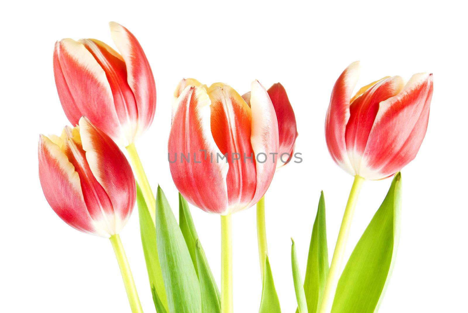 Tulips by caldix