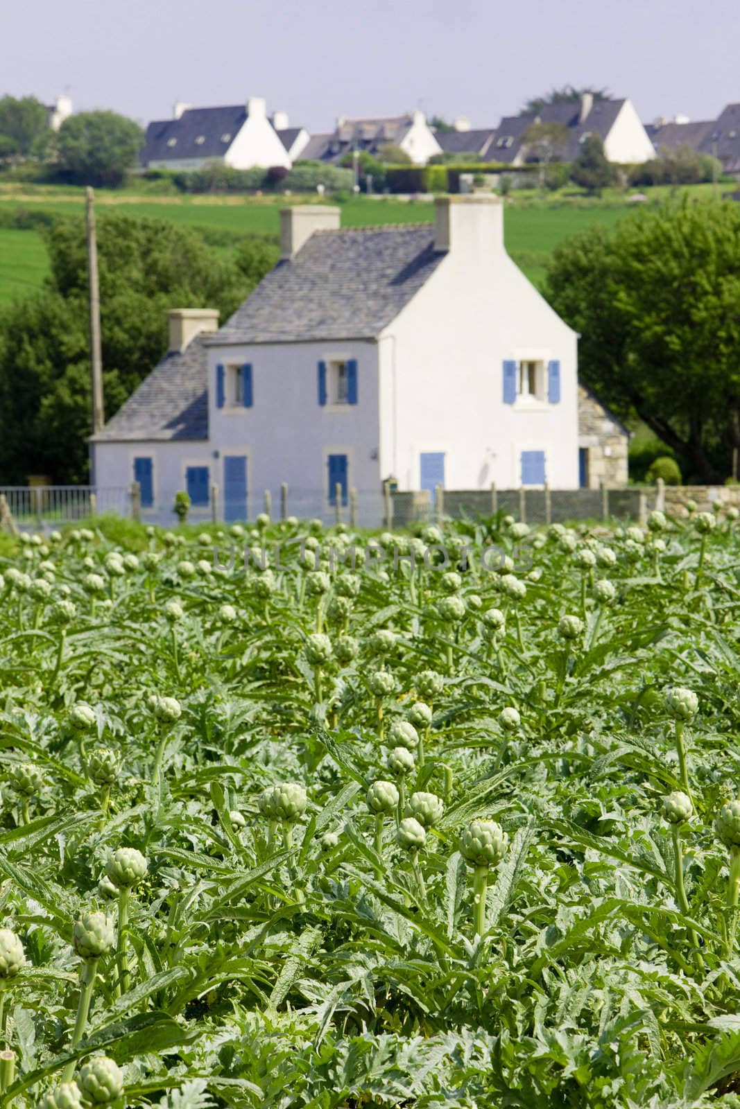 field of artichokes, Brittany, France