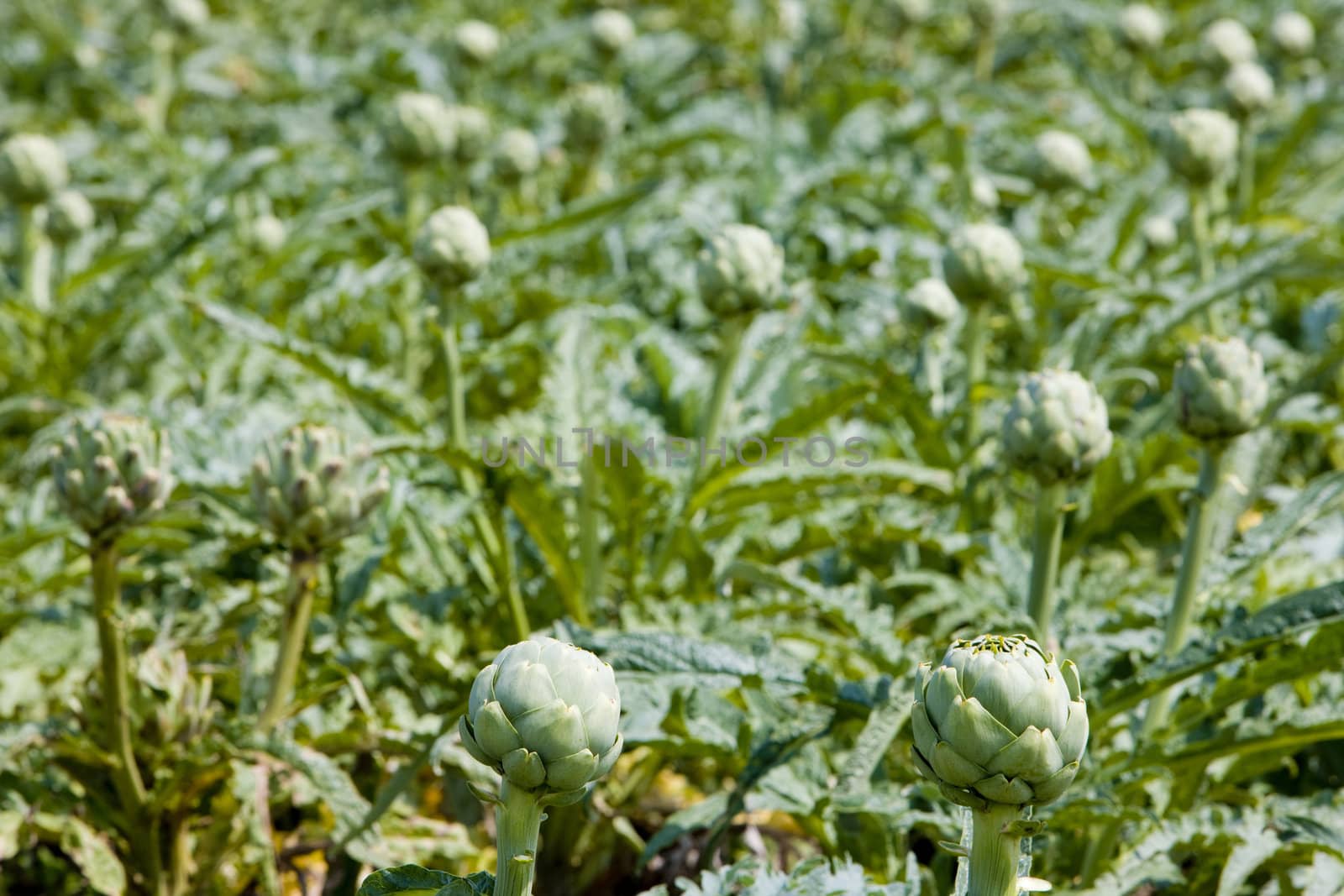 field of artichokes, Brittany, France