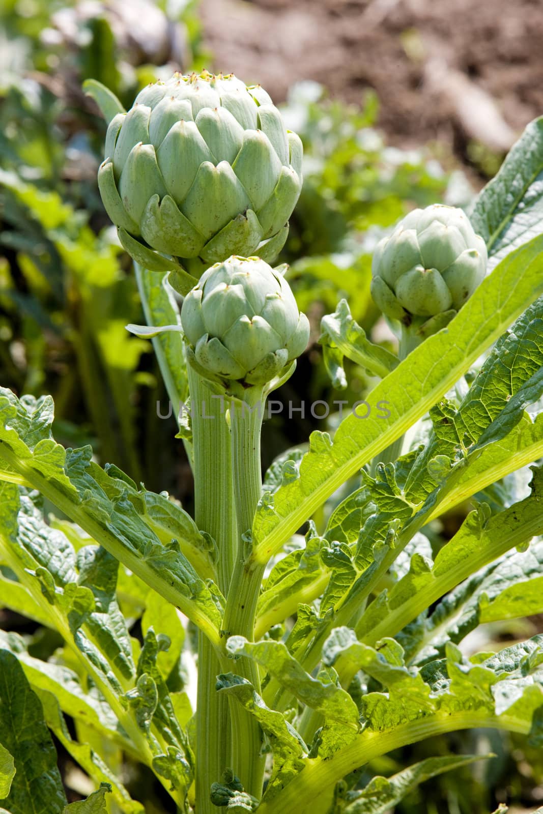 field of artichokes, Brittany, France