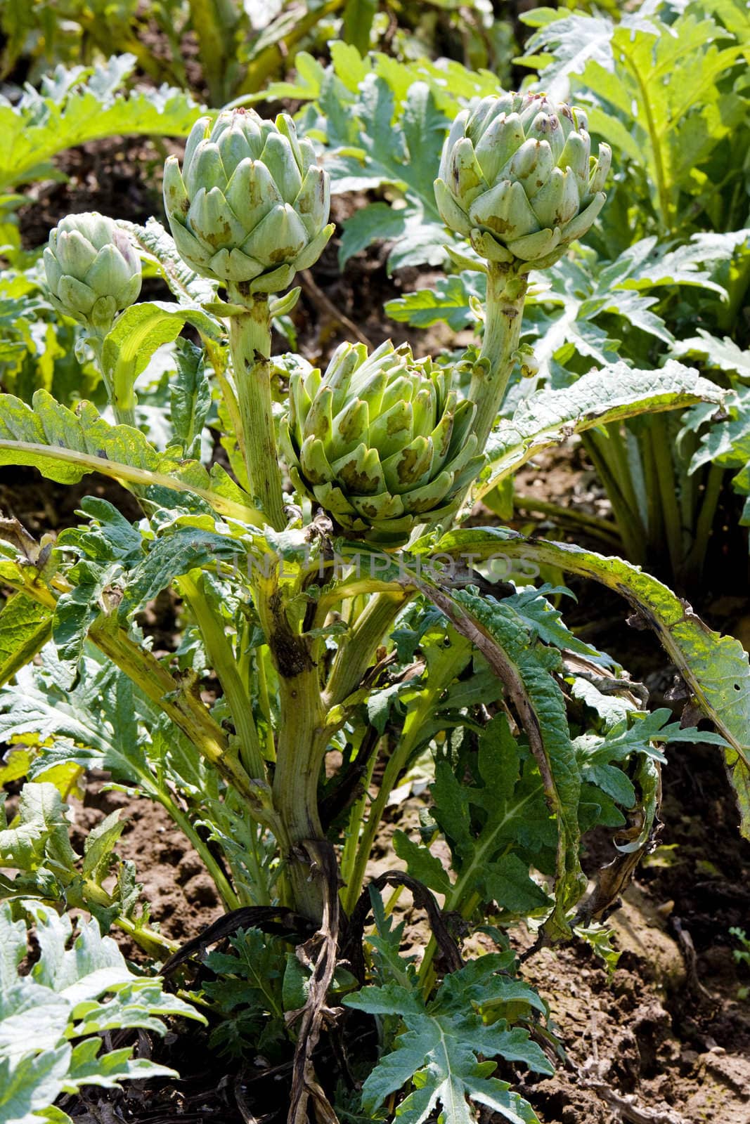 field of artichokes, Brittany, France
