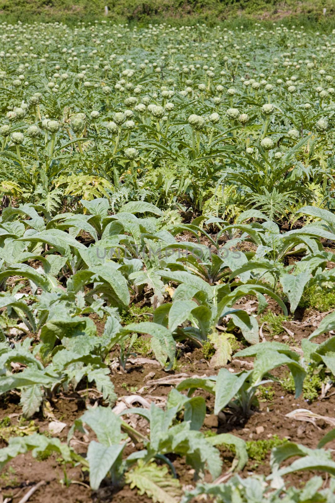 field of artichokes, Brittany, France