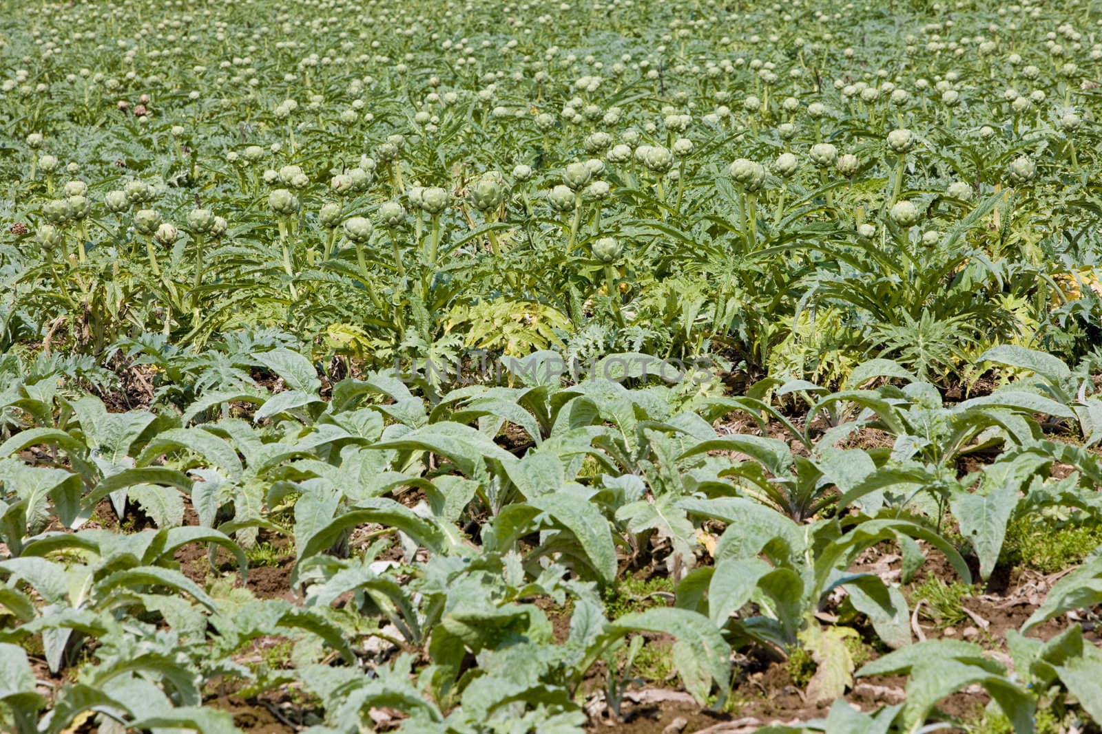field of artichokes, Brittany, France