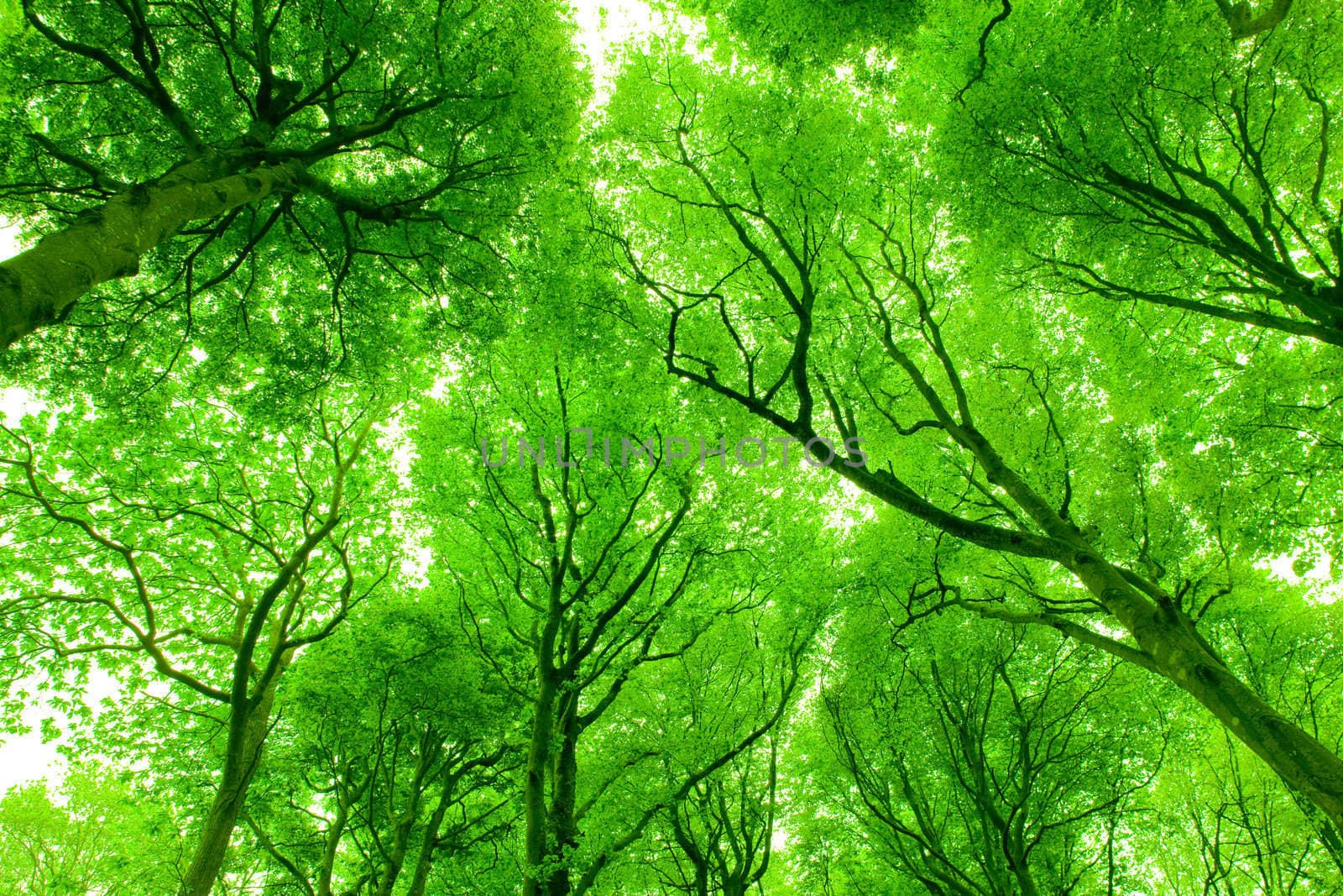 forest, Brittany, France