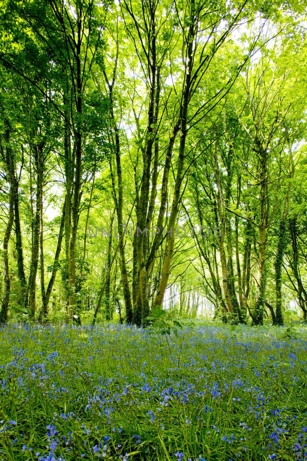 forest, Brittany, France