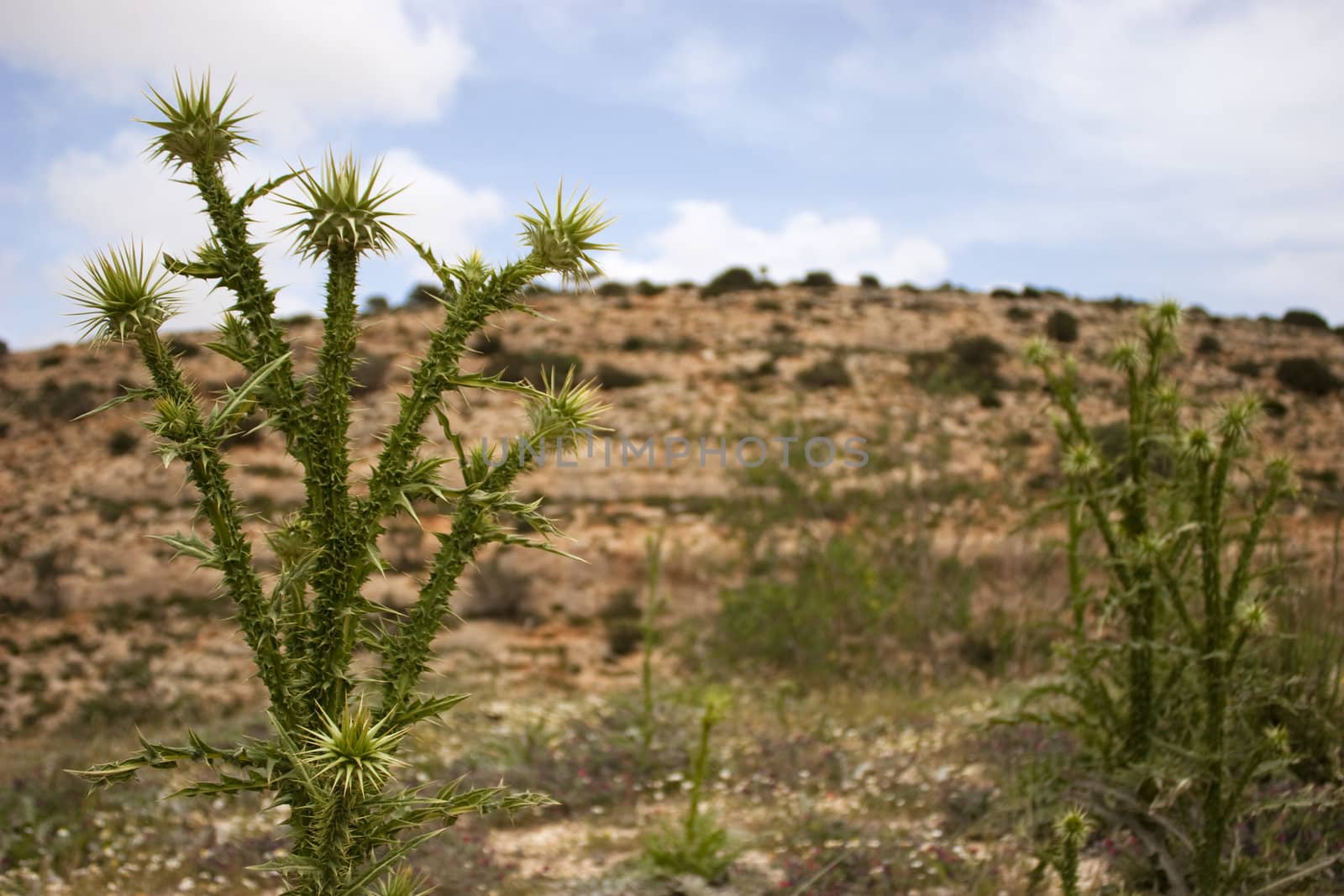 Some kind of artichoke in the Green Mountain, Libya