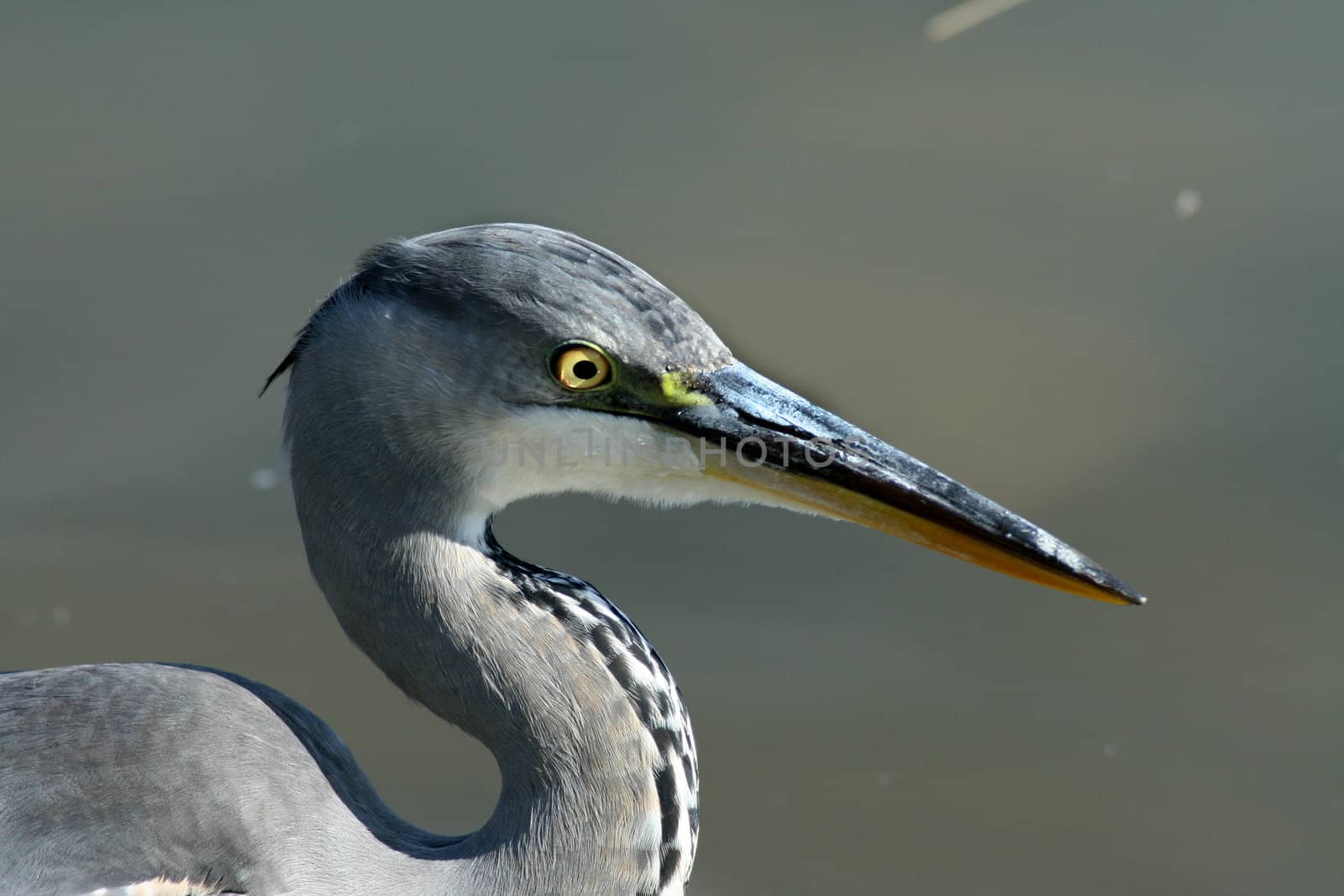 Portrait of a gray heron